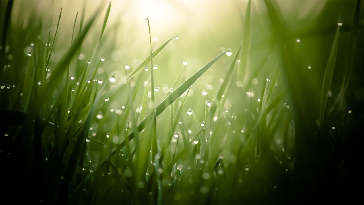 Gocce di rugiada su erba verde, 1280x720 HD, Desktop