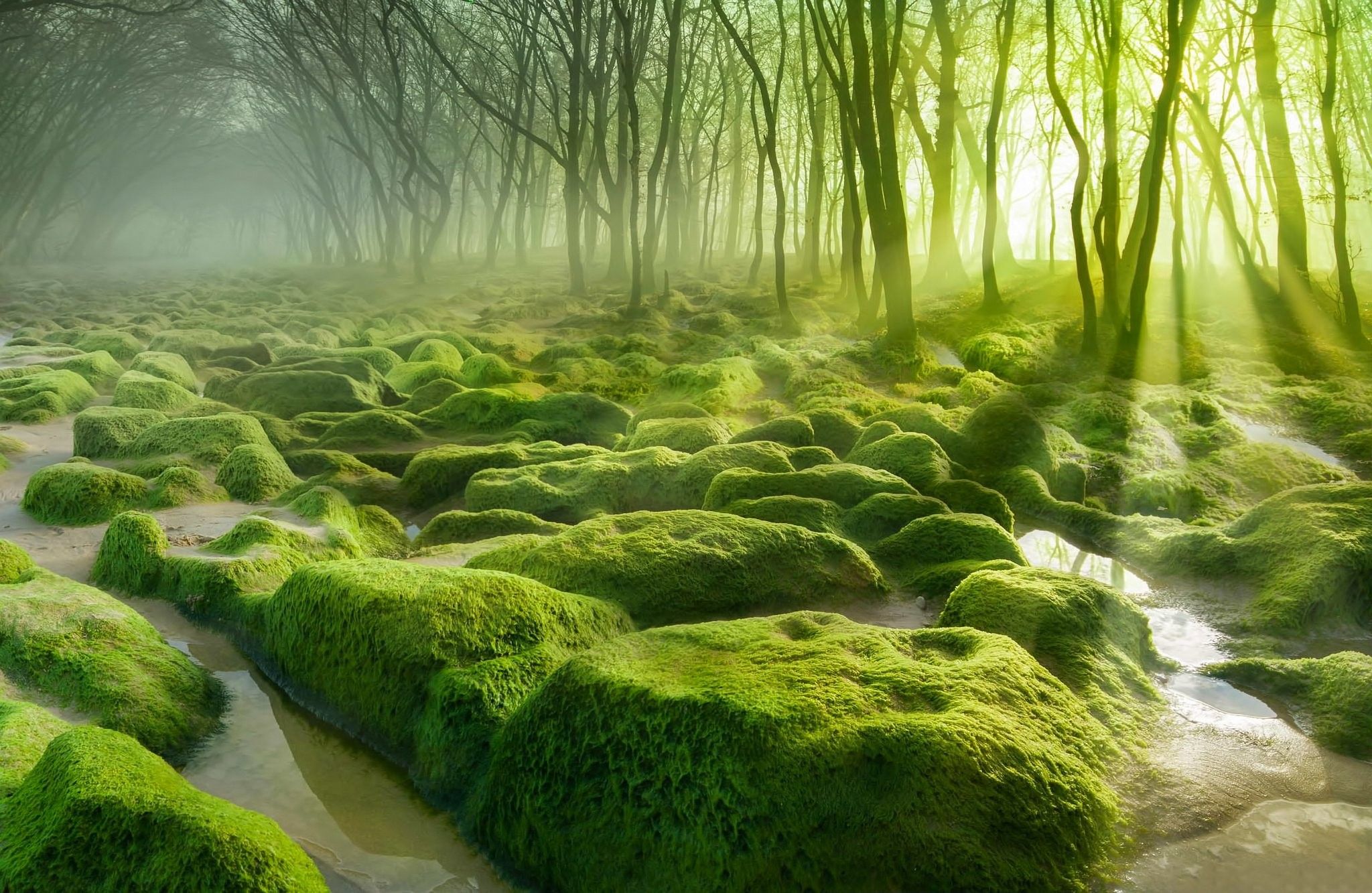 Foresta muschiosa con luce mattutina, 2048x1333 alta risoluzione, iMac