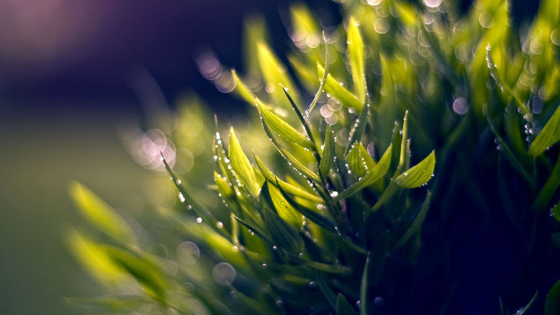 Montagne nebbia alba dorata, 1920x1080 Full HD, Desktop