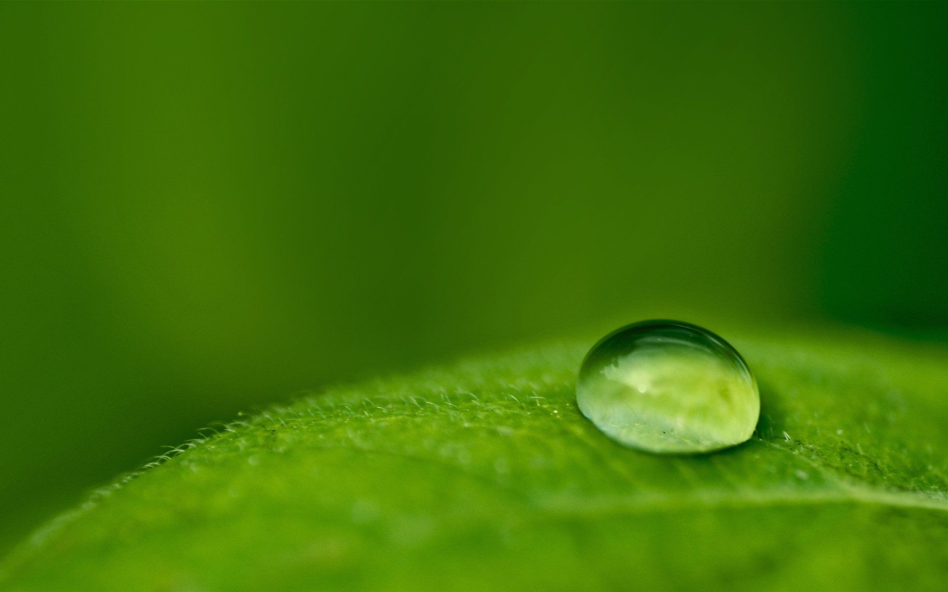 Goccia d'acqua su foglia verde, 1920x1200 WUXGA, PC