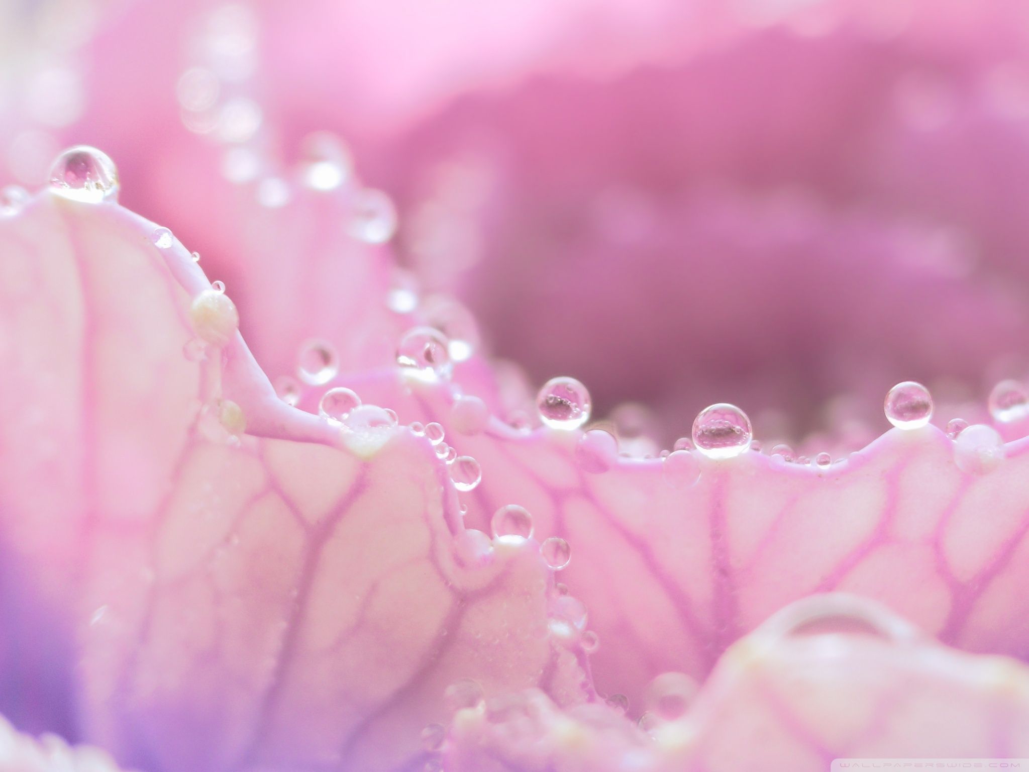 Rugiada su petalo rosa, 2048x1536 2K, PC Desktop
