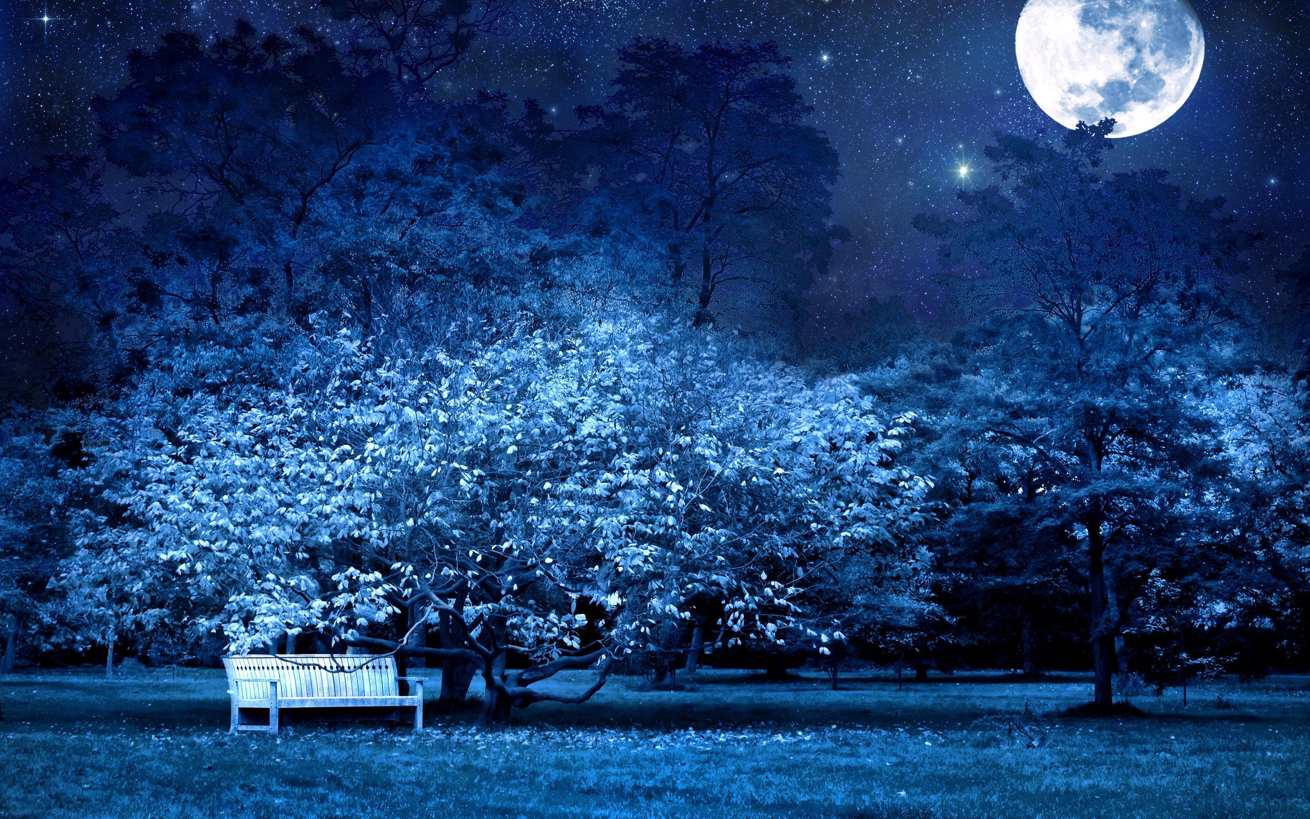 Parco notturno con luna piena, 2560x1600 WQXGA, PC