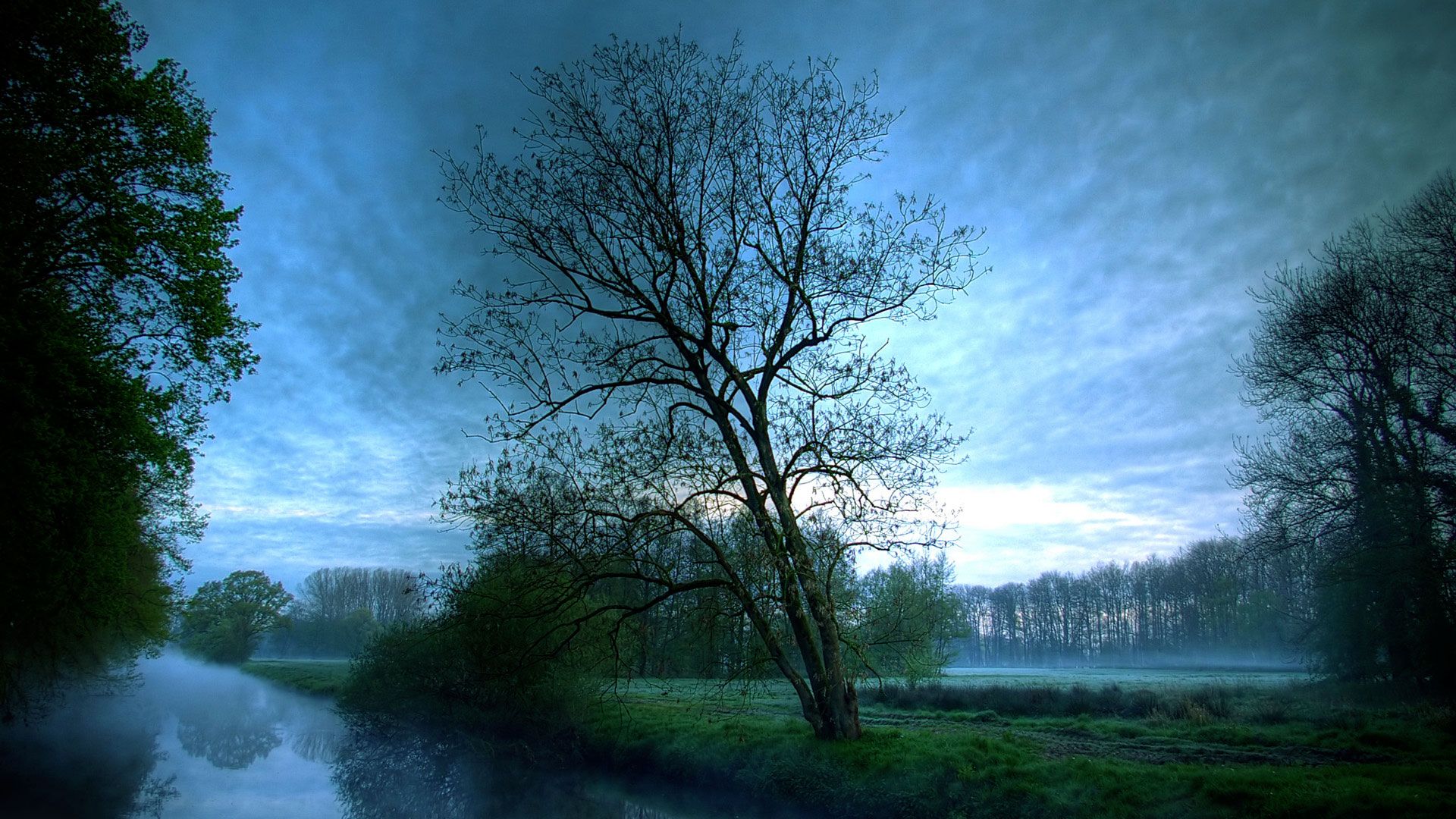 Albero solitario vicino fiume, 1920x1080 Full HD, PC