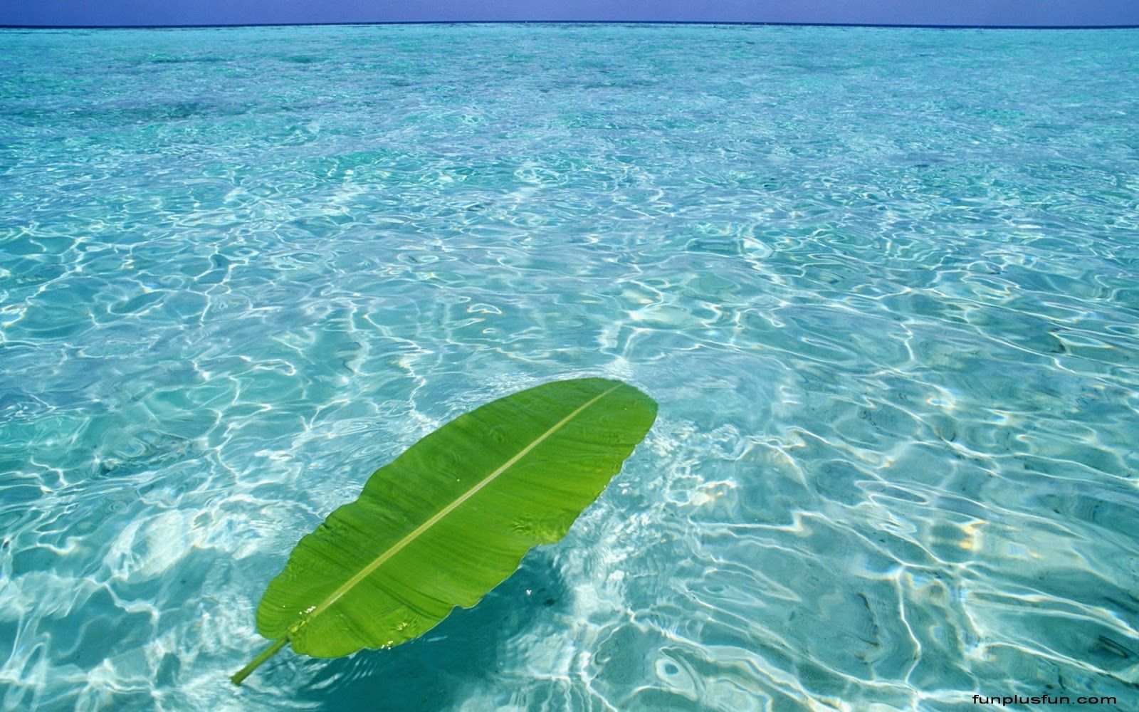 Foglia verde su acqua turchese, 1600x1000 900p, PC