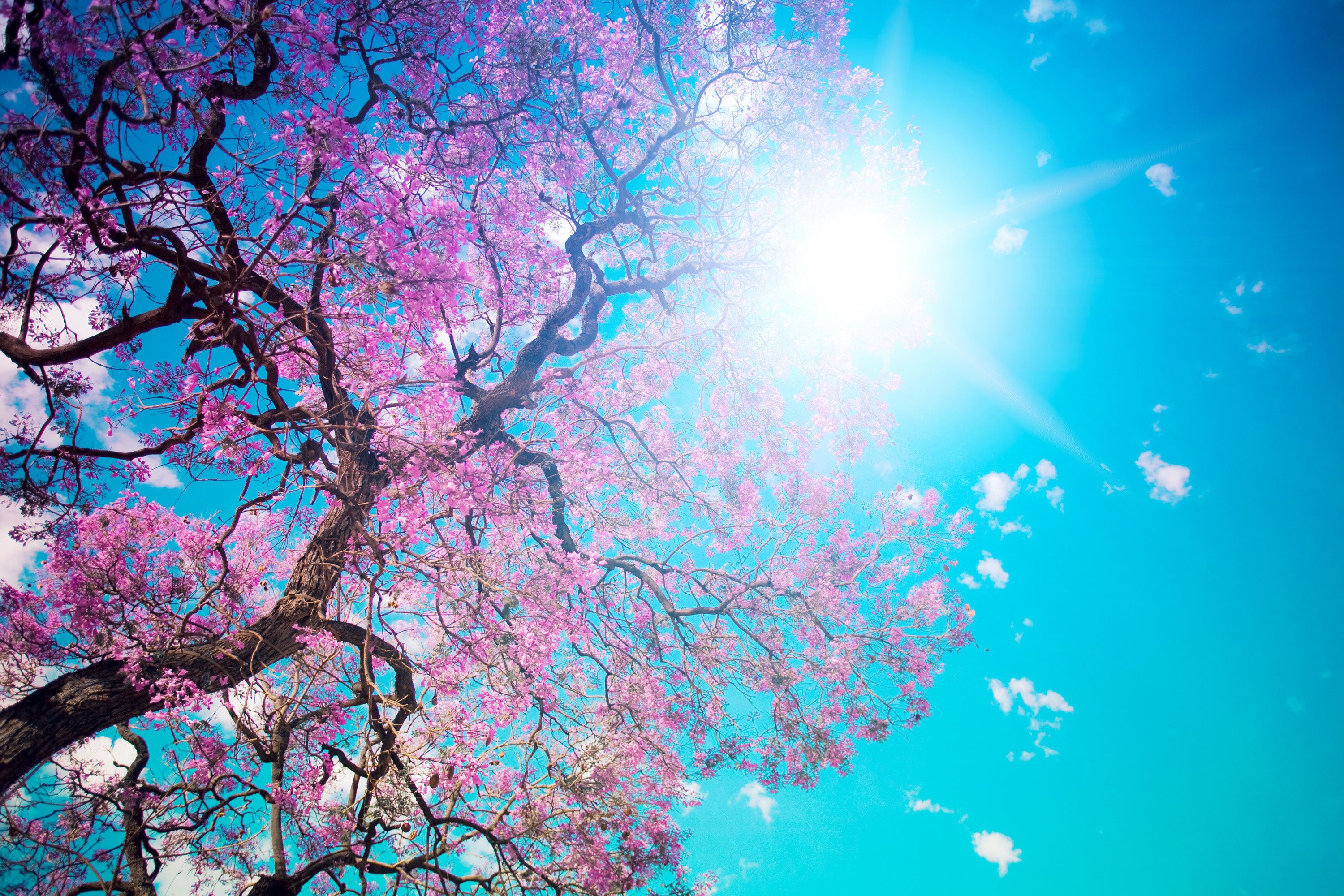 Albero fiori rosa cielo turchese, 3000x2000 WQXGA, Desktop