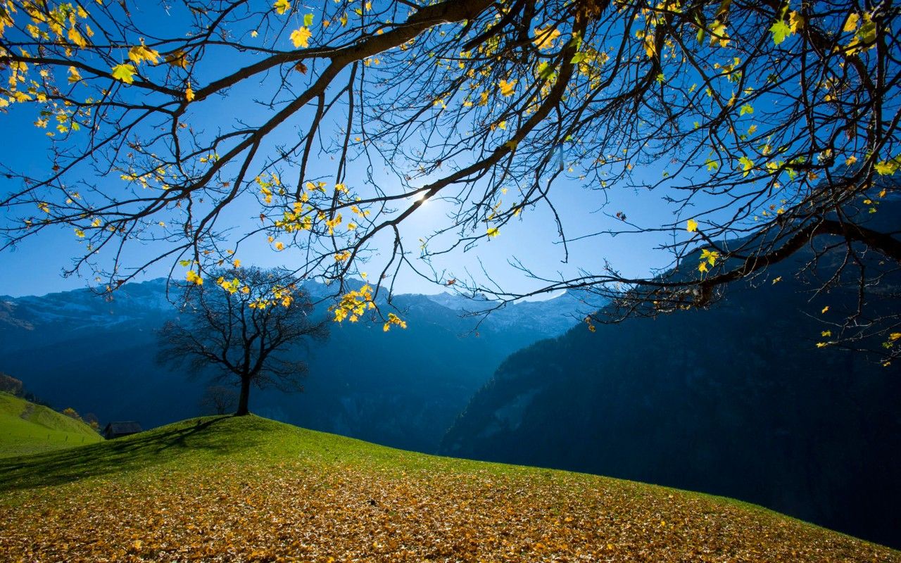 Paesaggio montano con albero autunnale, 1280x800 HD, Desktop