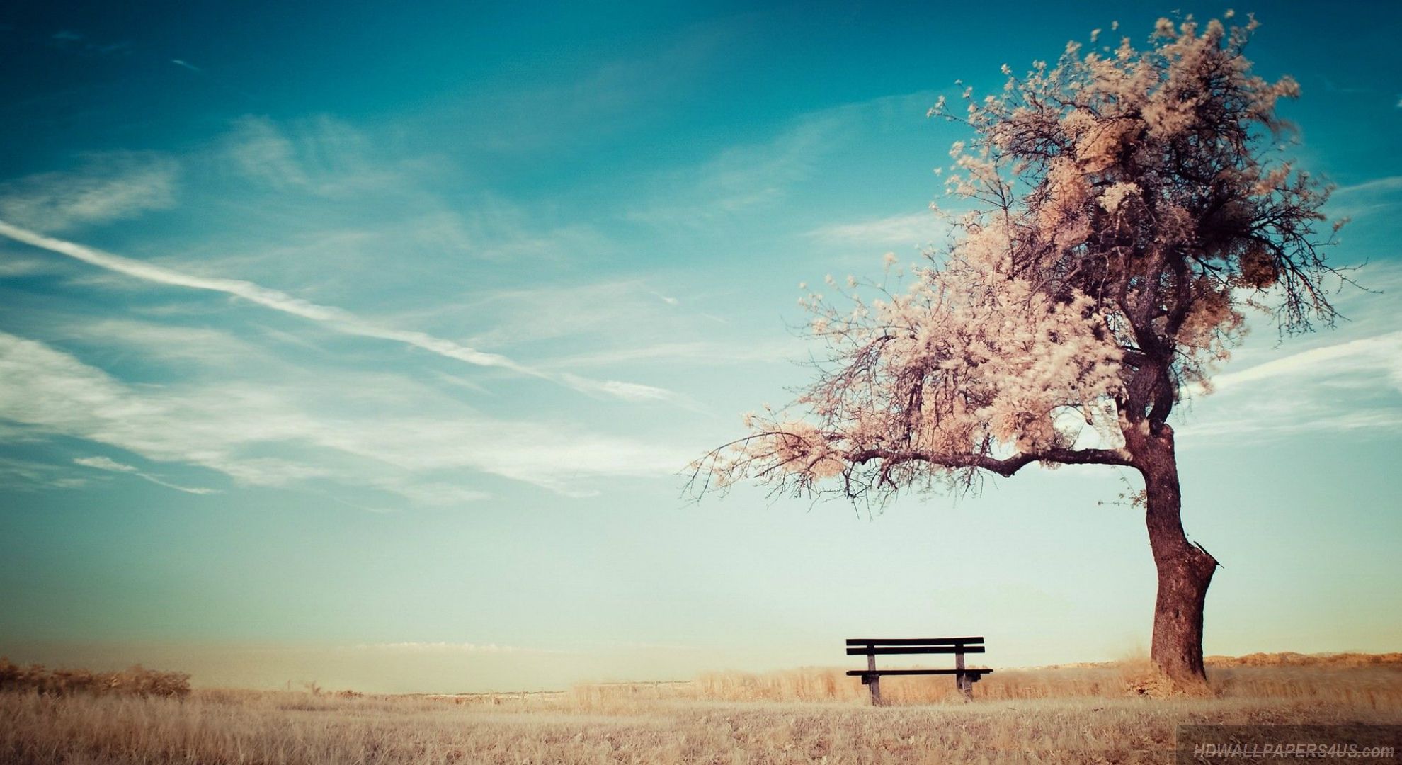 Albero fiorito e panchina, 1980x1080 Full HD 1080p, Laptop