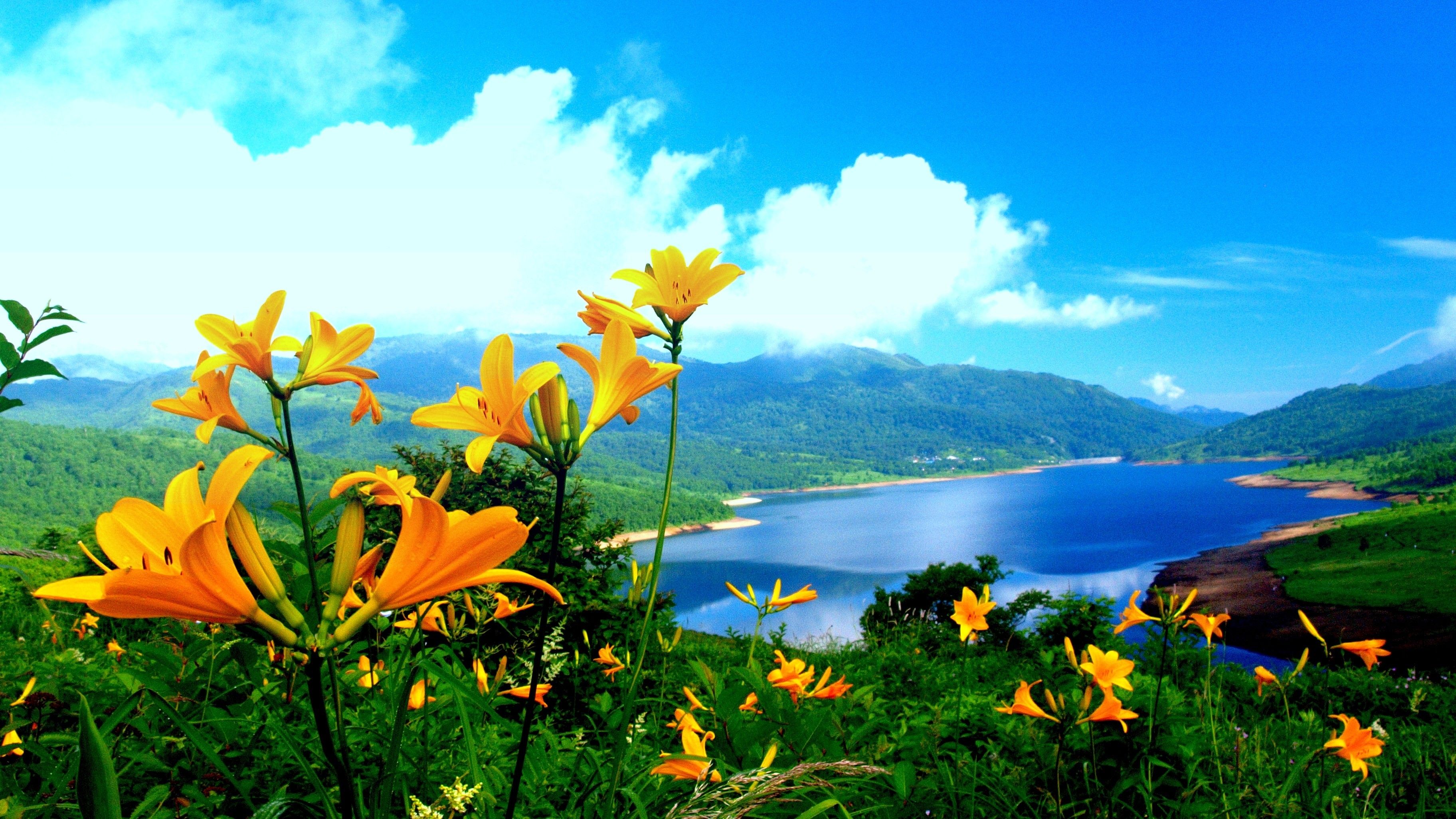 Alberi in fiore, frutteto primaverile, 1920x1080 Full HD 1080p, PC