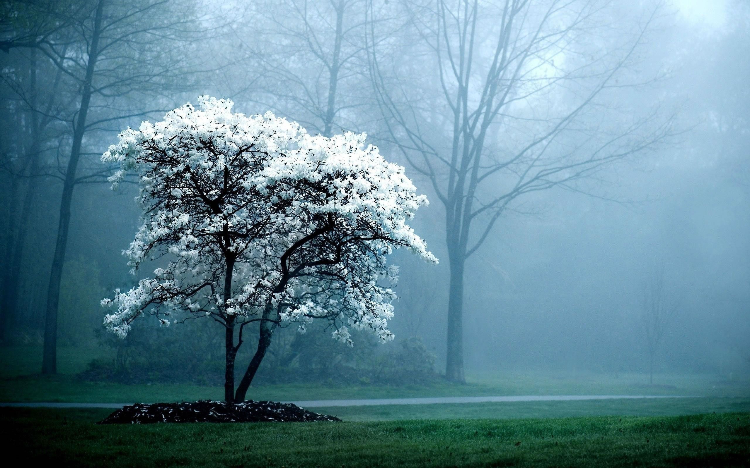 Albero fiorito nella nebbia turchese, 2560x1600 WQXGA, Laptop