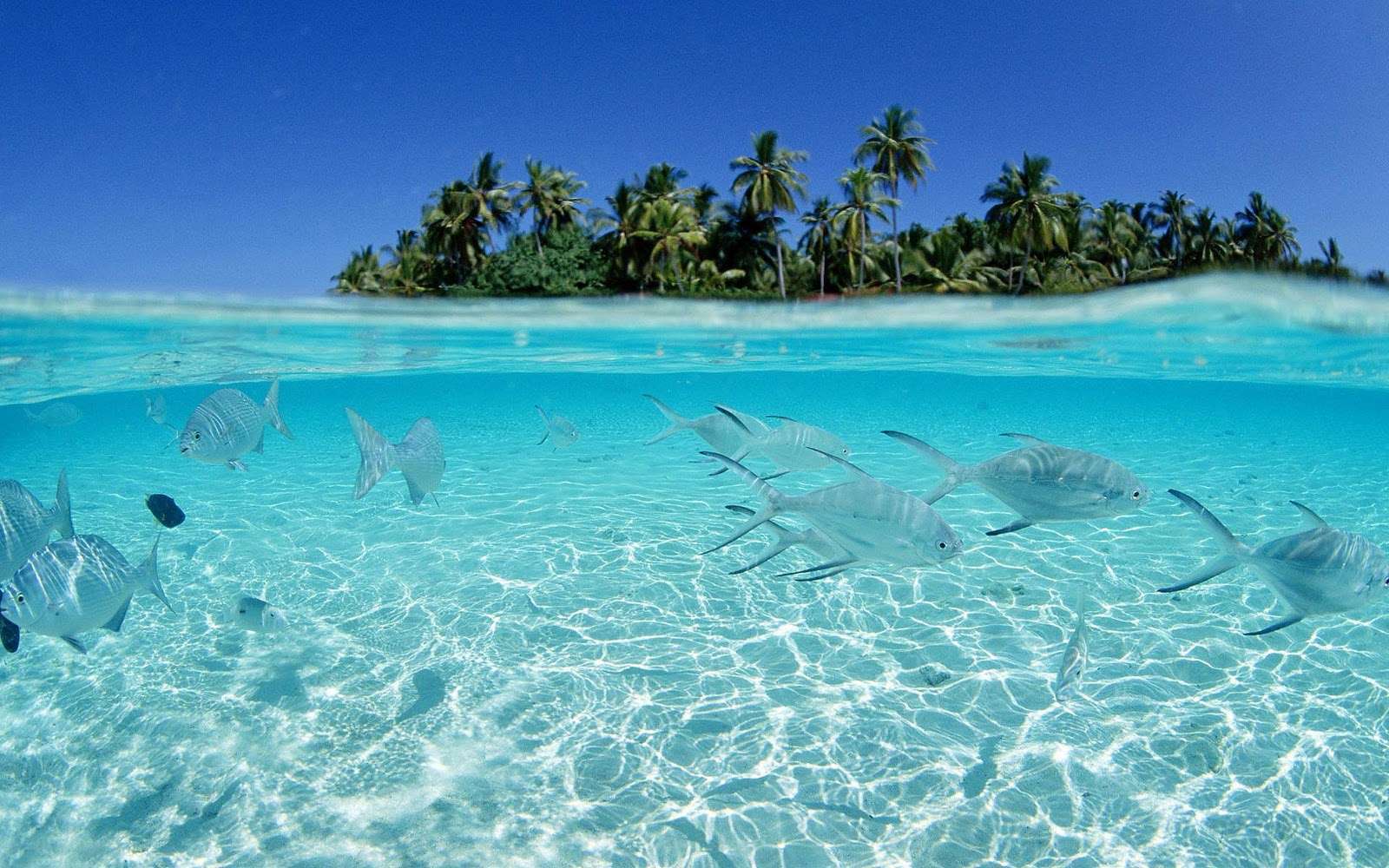 Isola tropicale con pesci subacquei, 1600x1000 900p, Desktop