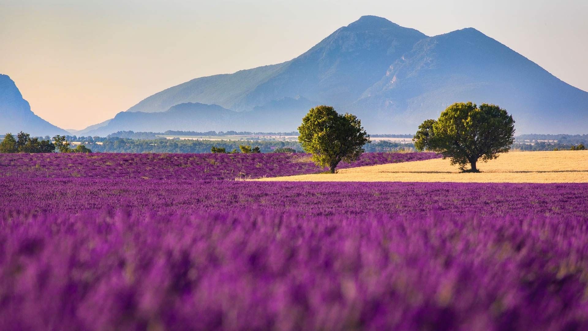 Campo di lavanda con montagne, 1920x1080 Full HD, Desktop