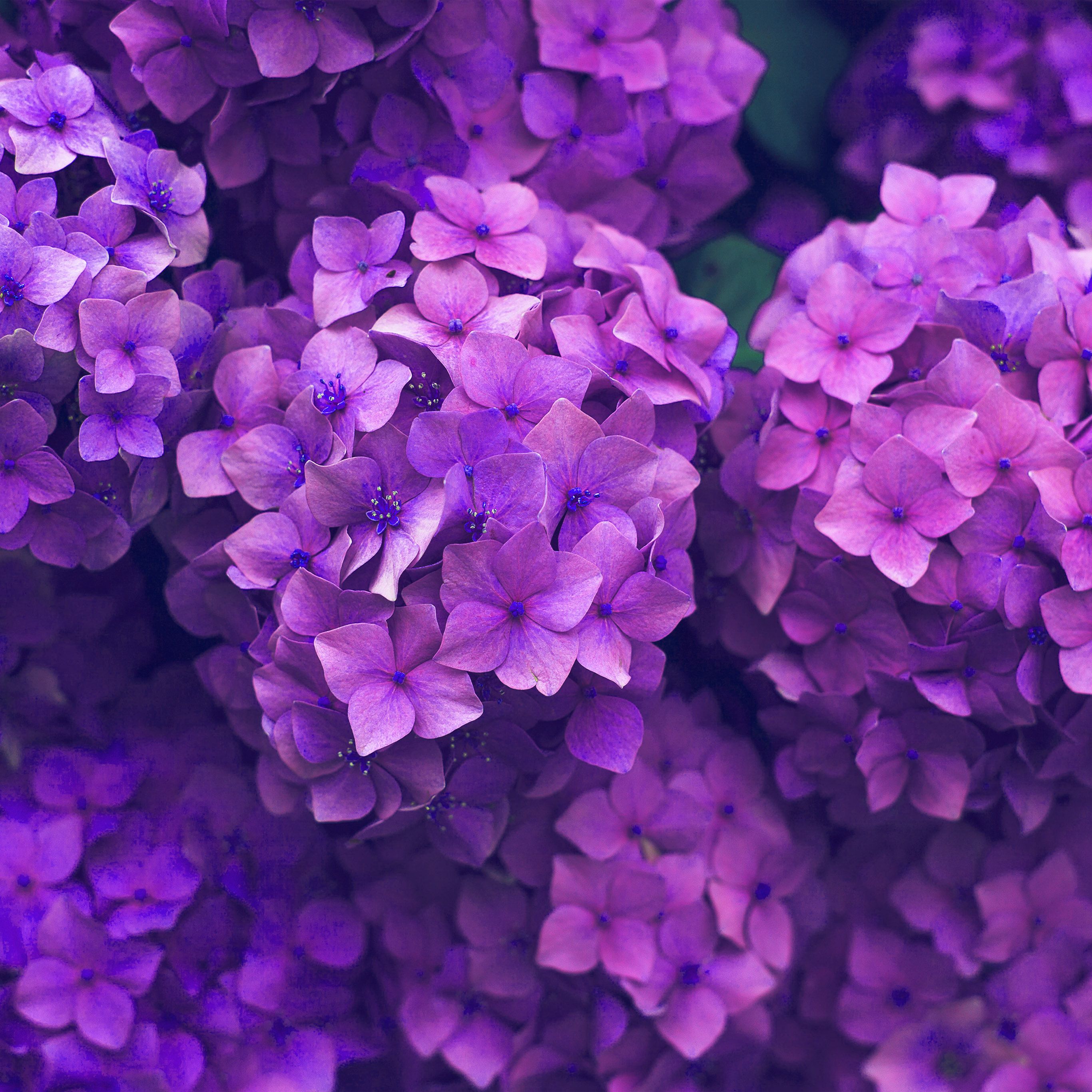 Fiori di ortensia viola, 2732x2732 2K, Laptop