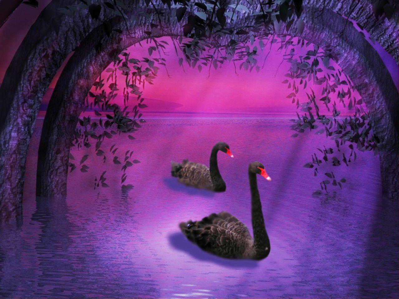 Cigni neri su lago viola, 1280x960 720p, Laptop