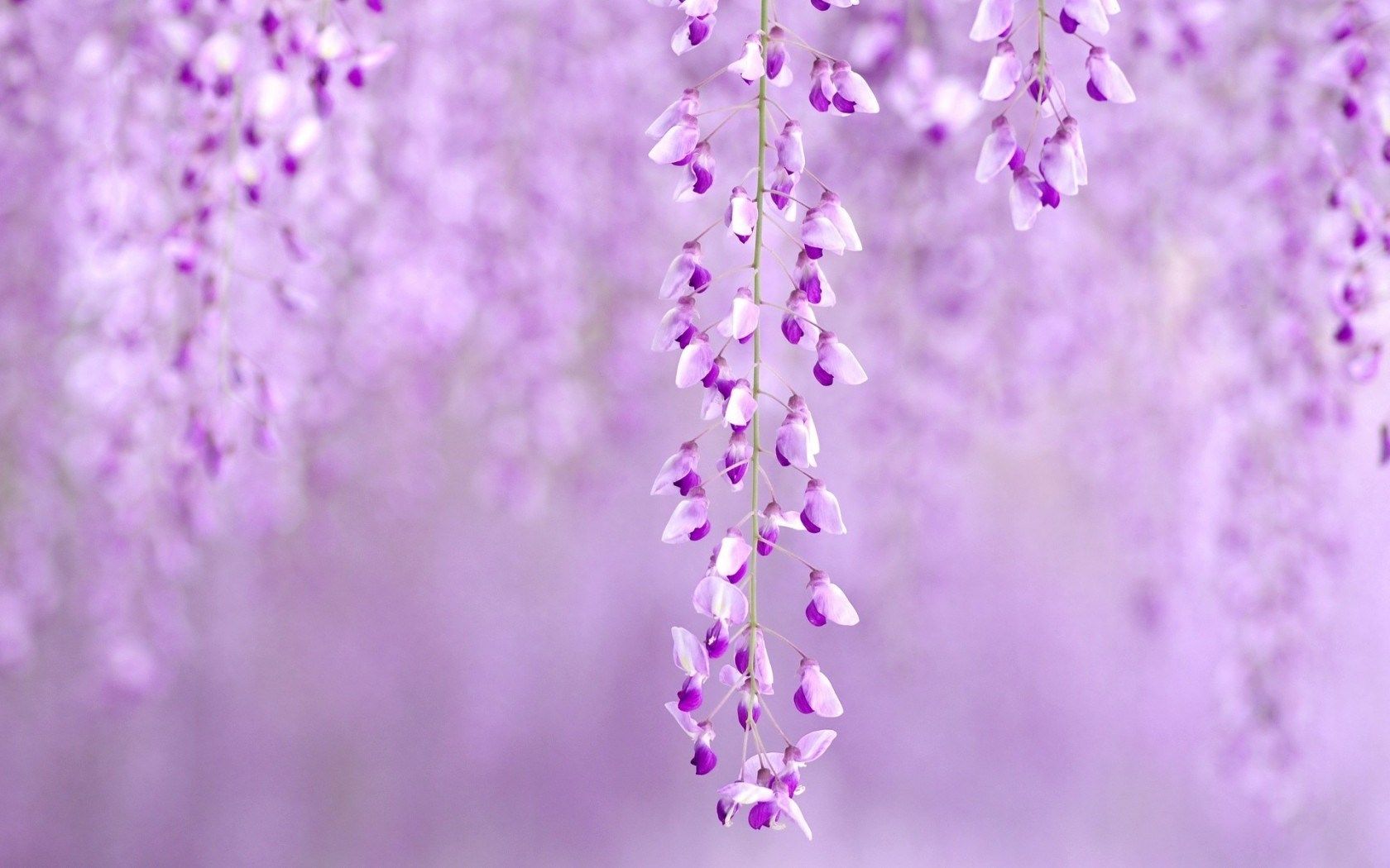 Fiori di glicine viola, 1680x1050 HD, ROG Asus Laptop