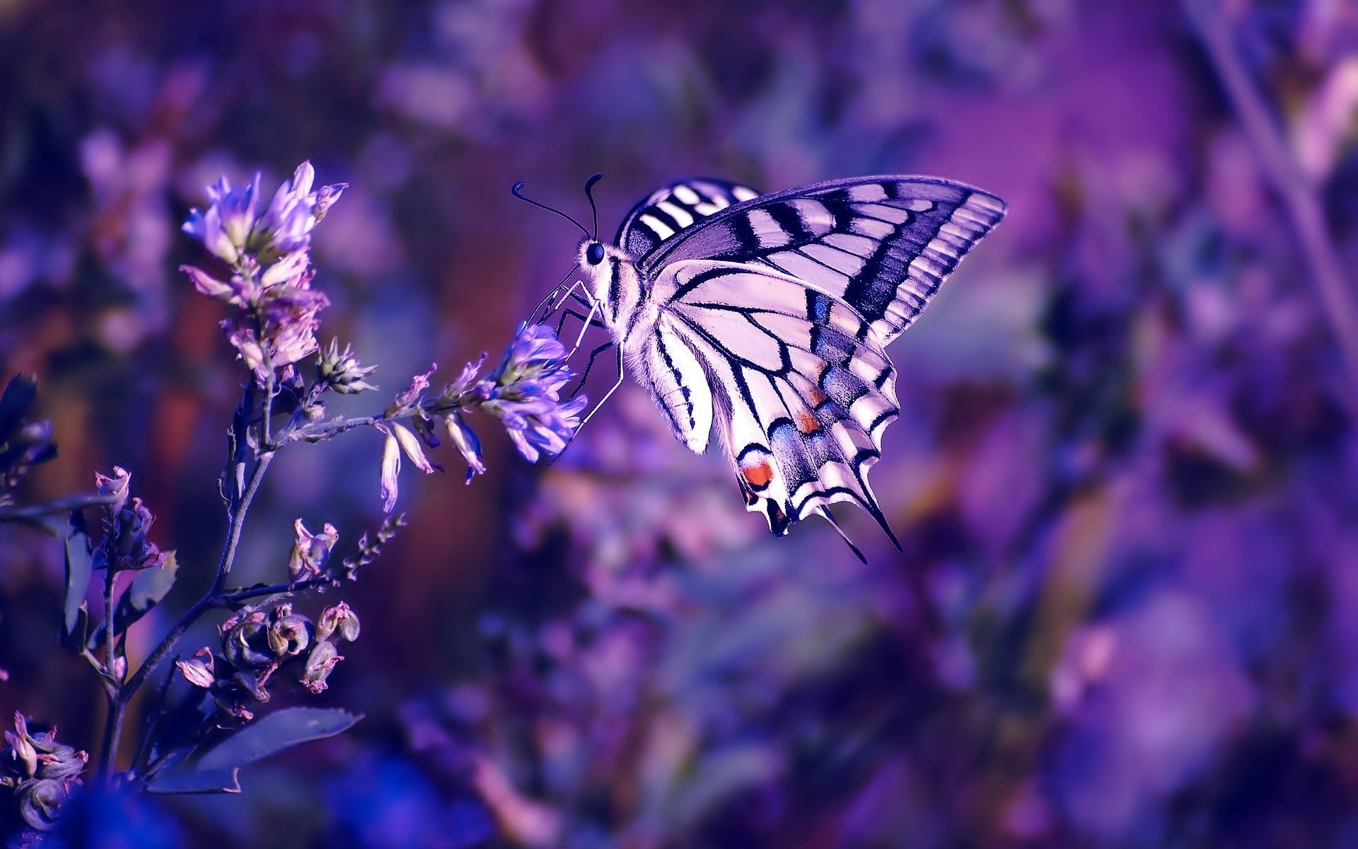 Farfalla su fiori viola, 1920x1200 Full HD+ WUXGA, Desktop