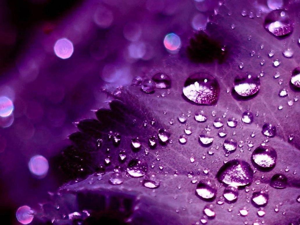 Gocce d'acqua su foglia viola, 1032x774 HD, PC