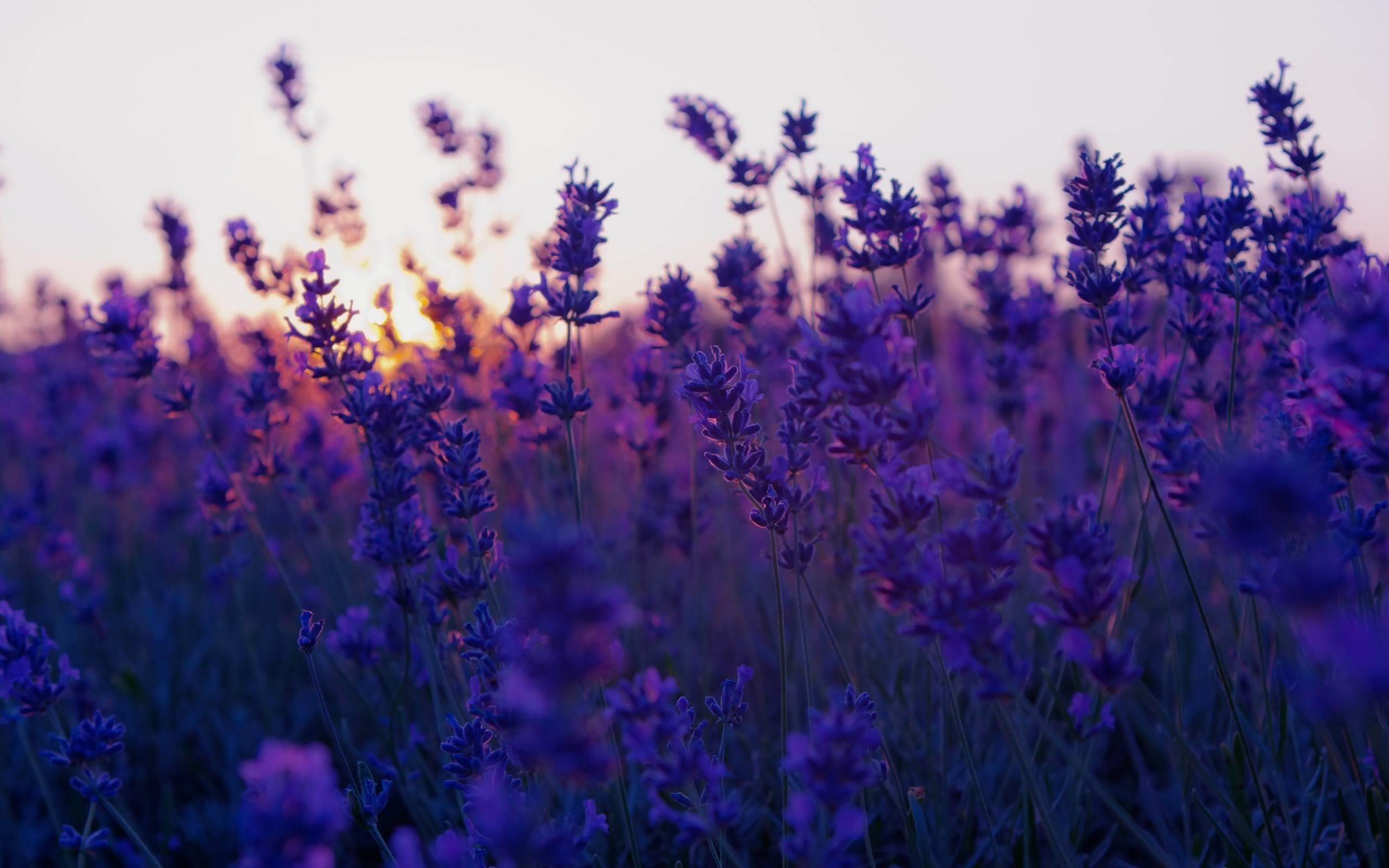 Campo di lavanda al tramonto, 2560x1600 2K, Desktop