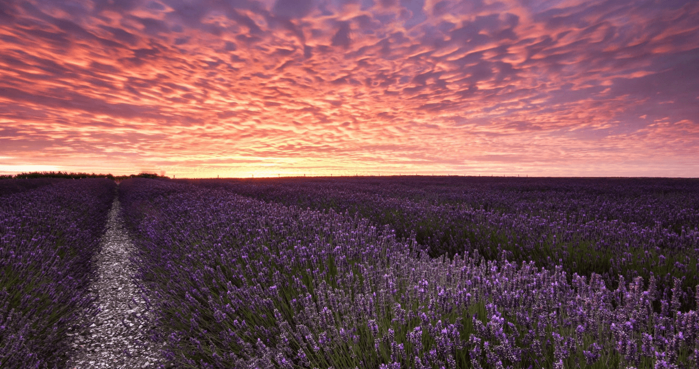 Campo di lavanda al tramonto, 1392x735 720p, Laptop