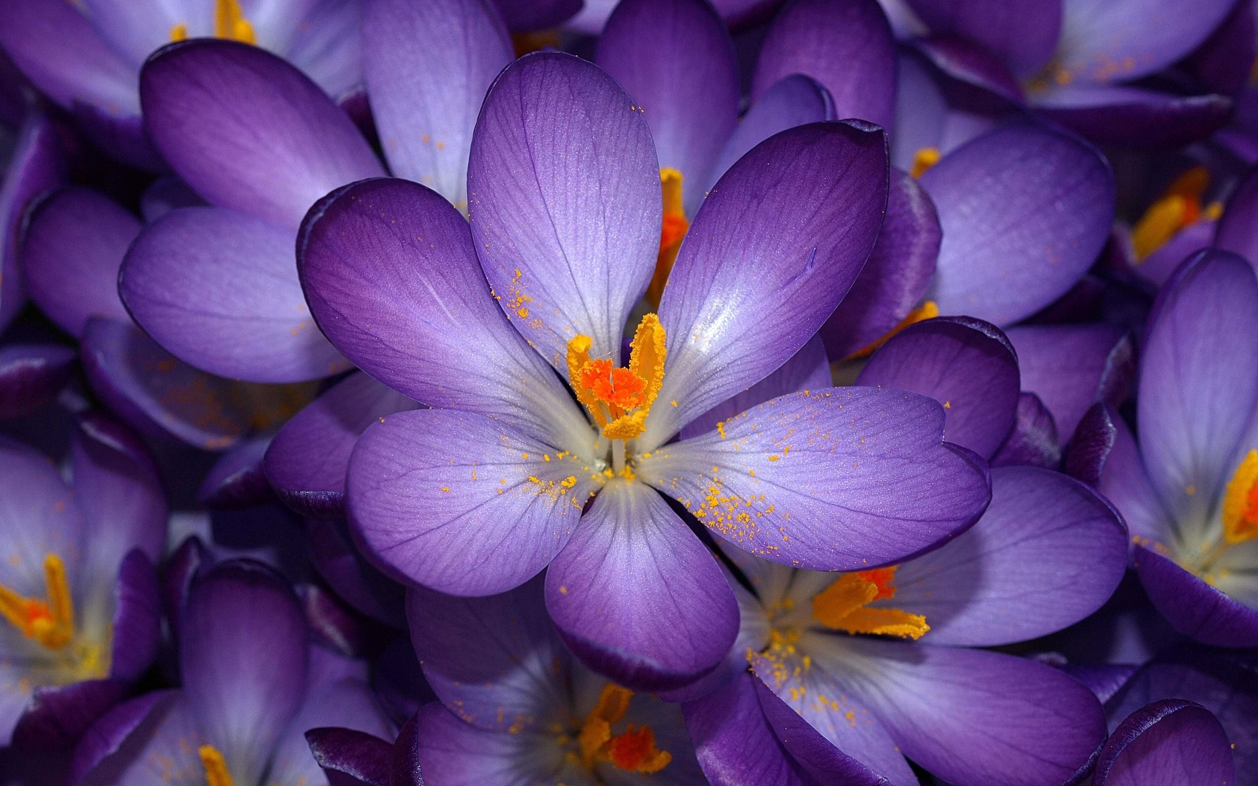 Fiori di crocus viola, 2560x1600 WQXGA, Desktop