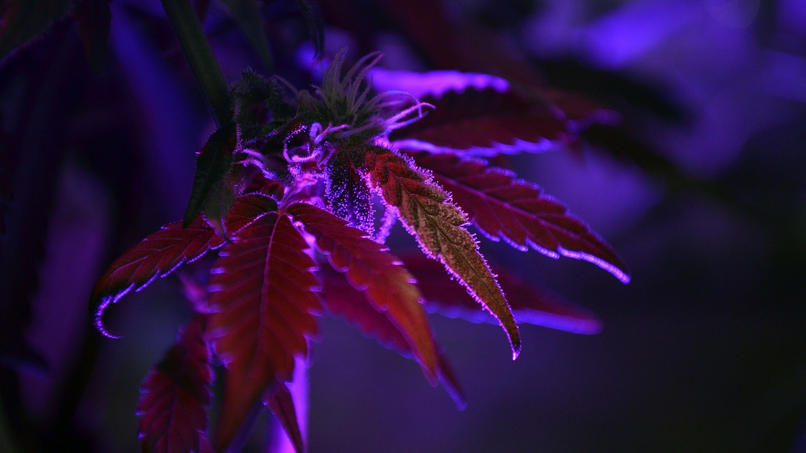 Pianta di cannabis viola scura, 2560x1440 2K, Monitor Gaming