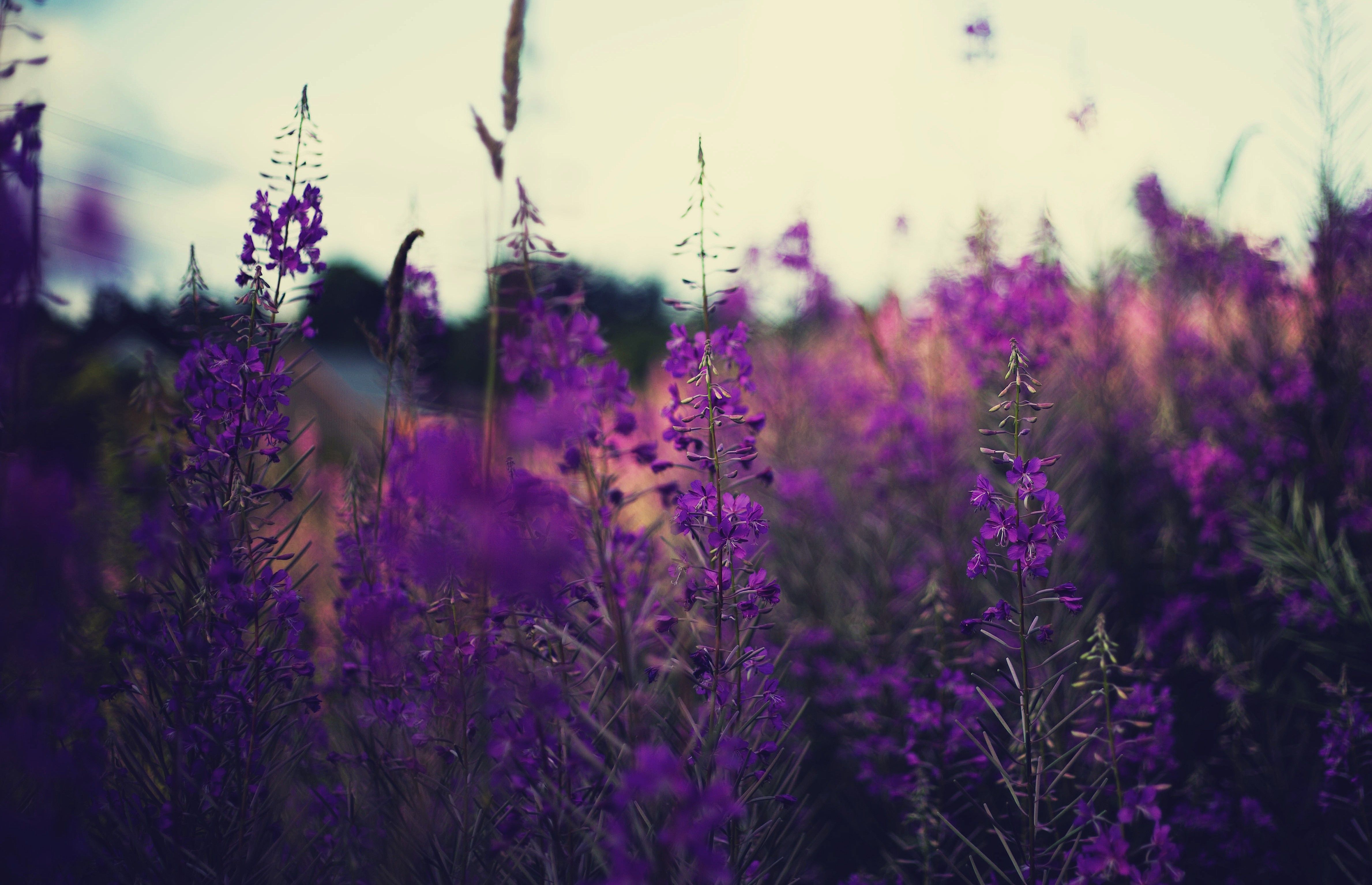 Natura Viola, 3840x2160 UHD, PC 4K
