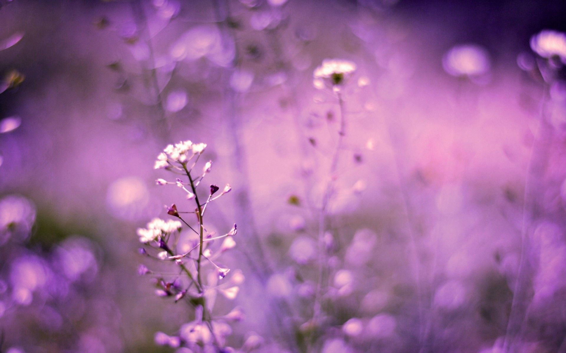 Fiori bianchi su sfondo viola, 1920x1200 WUXGA, Desktop