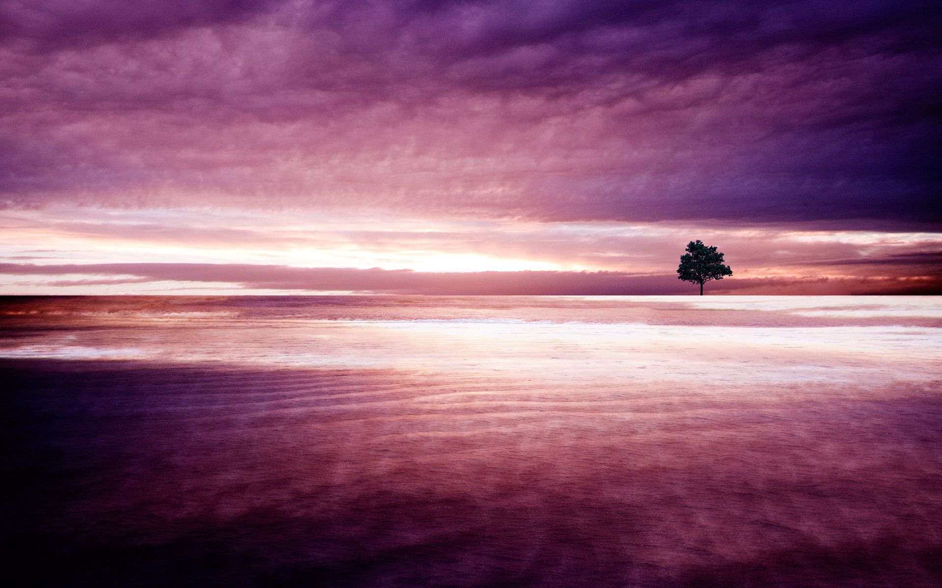 Albero solitario tramonto viola, 1920x1200 Full HD+ WUXGA, Desktop