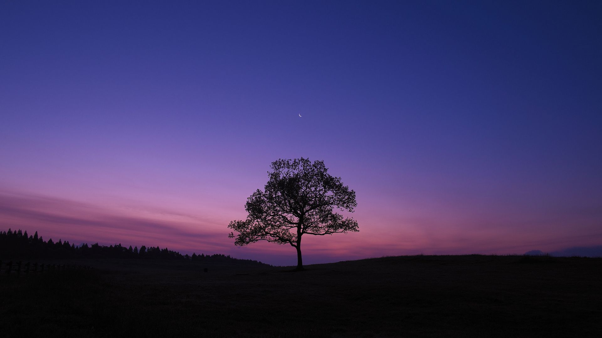Albero solitario cielo viola, 1920x1080 Full HD 1080p, PC
