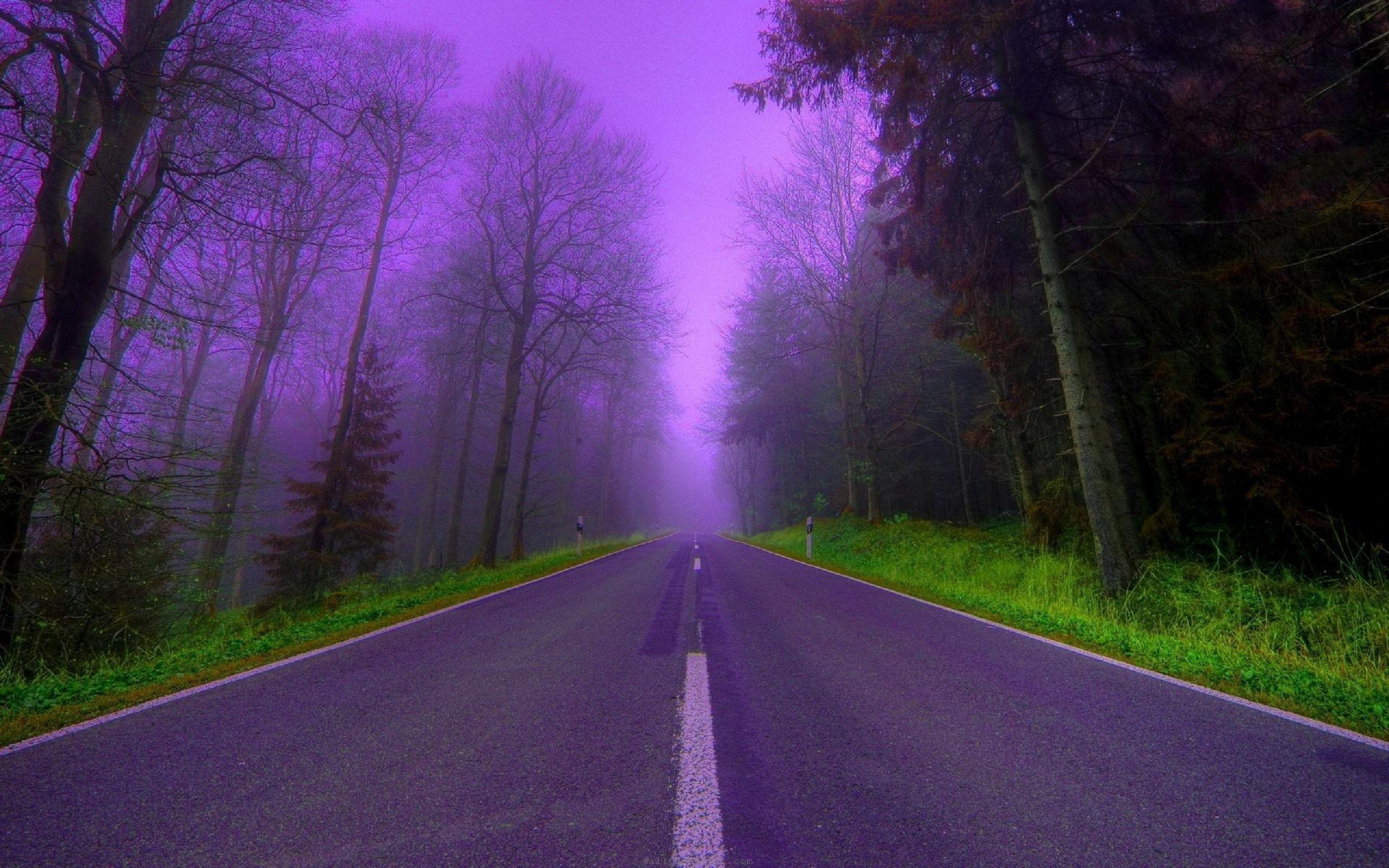 Strada forestale nebbia viola, 2560x1600 2K, Desktop