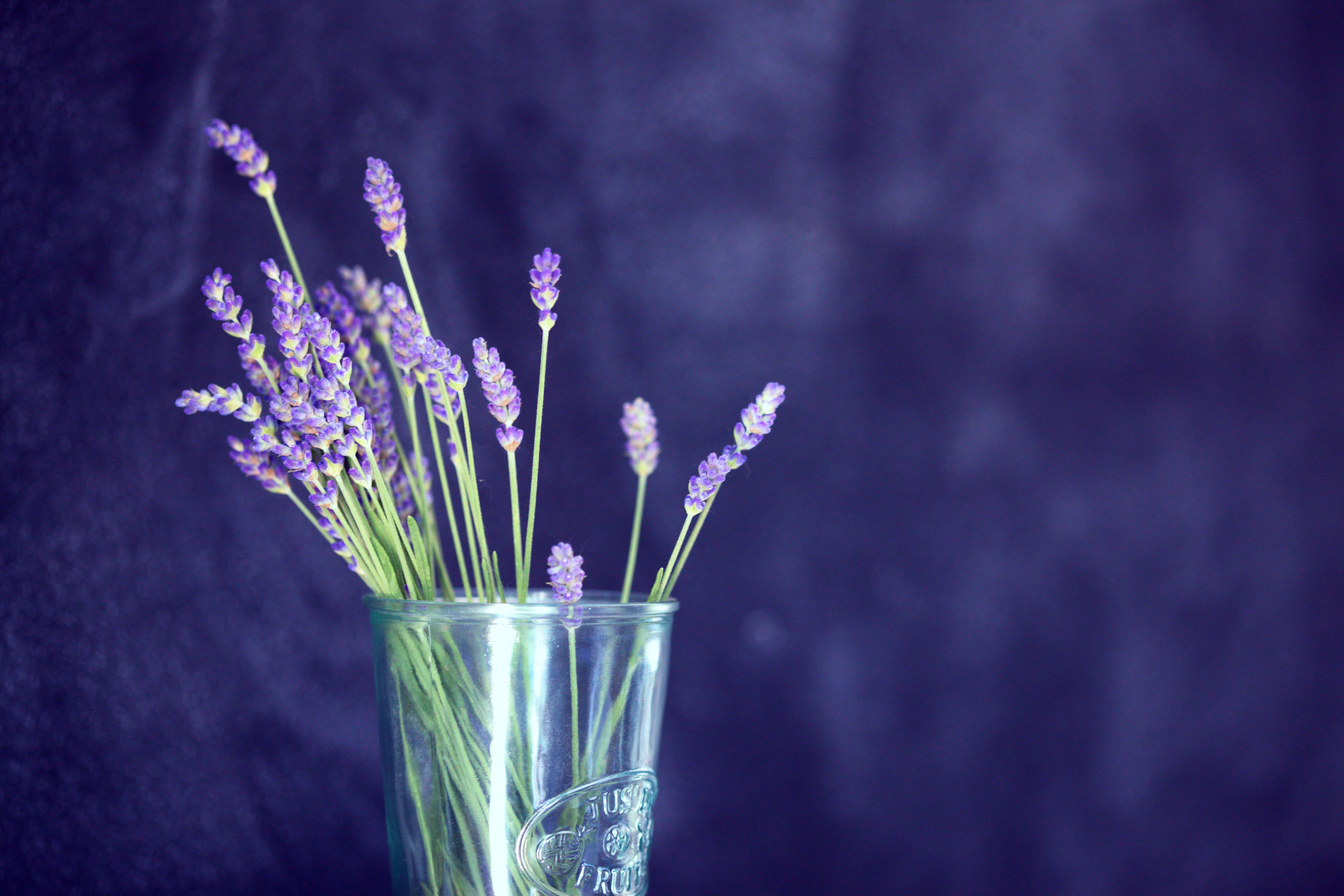 Fiori di lavanda in vaso, 5616x3744 UHD, PC 4K