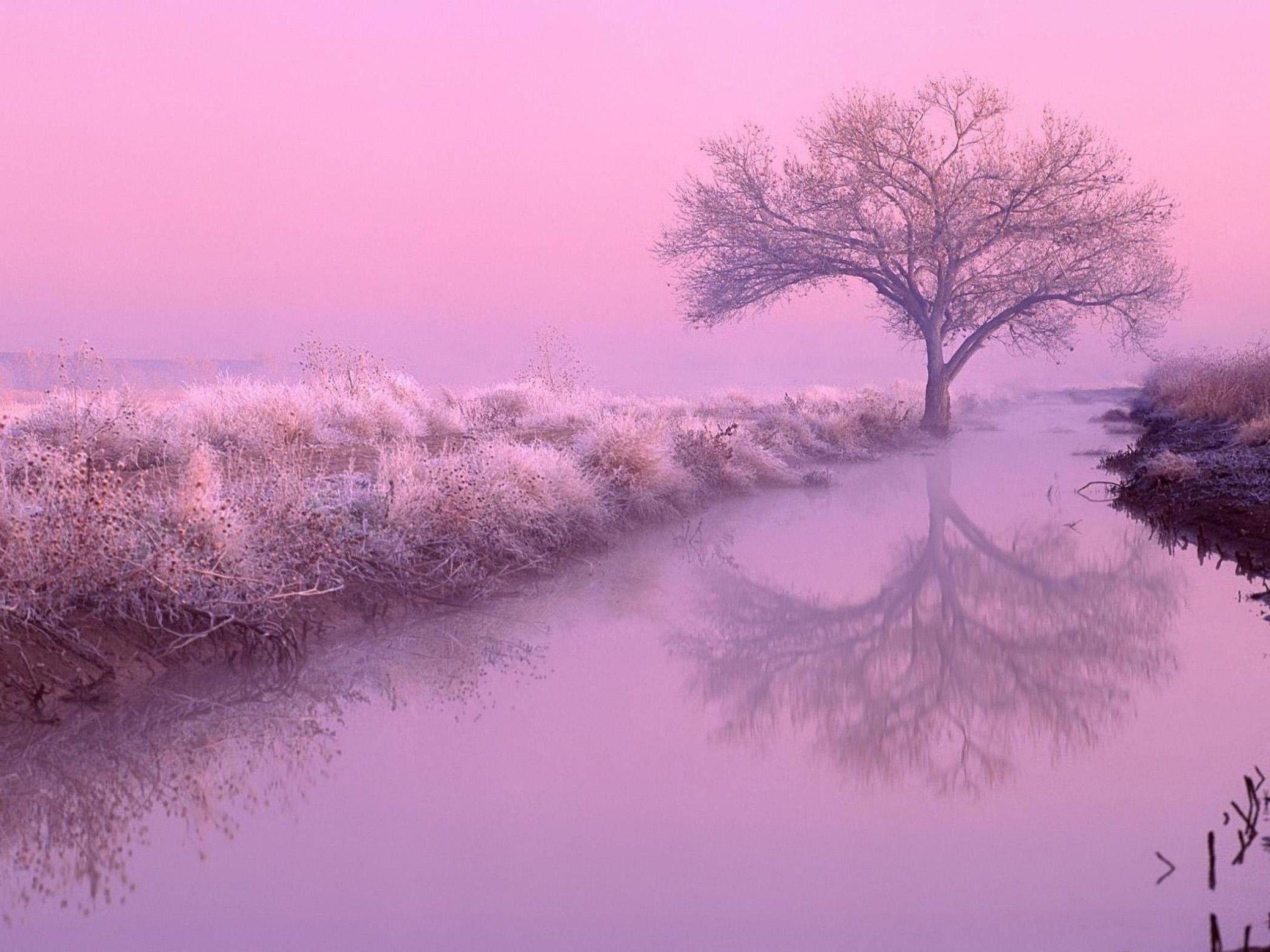 Albero riflesso su fiume viola, 2560x1920 2K, Laptop