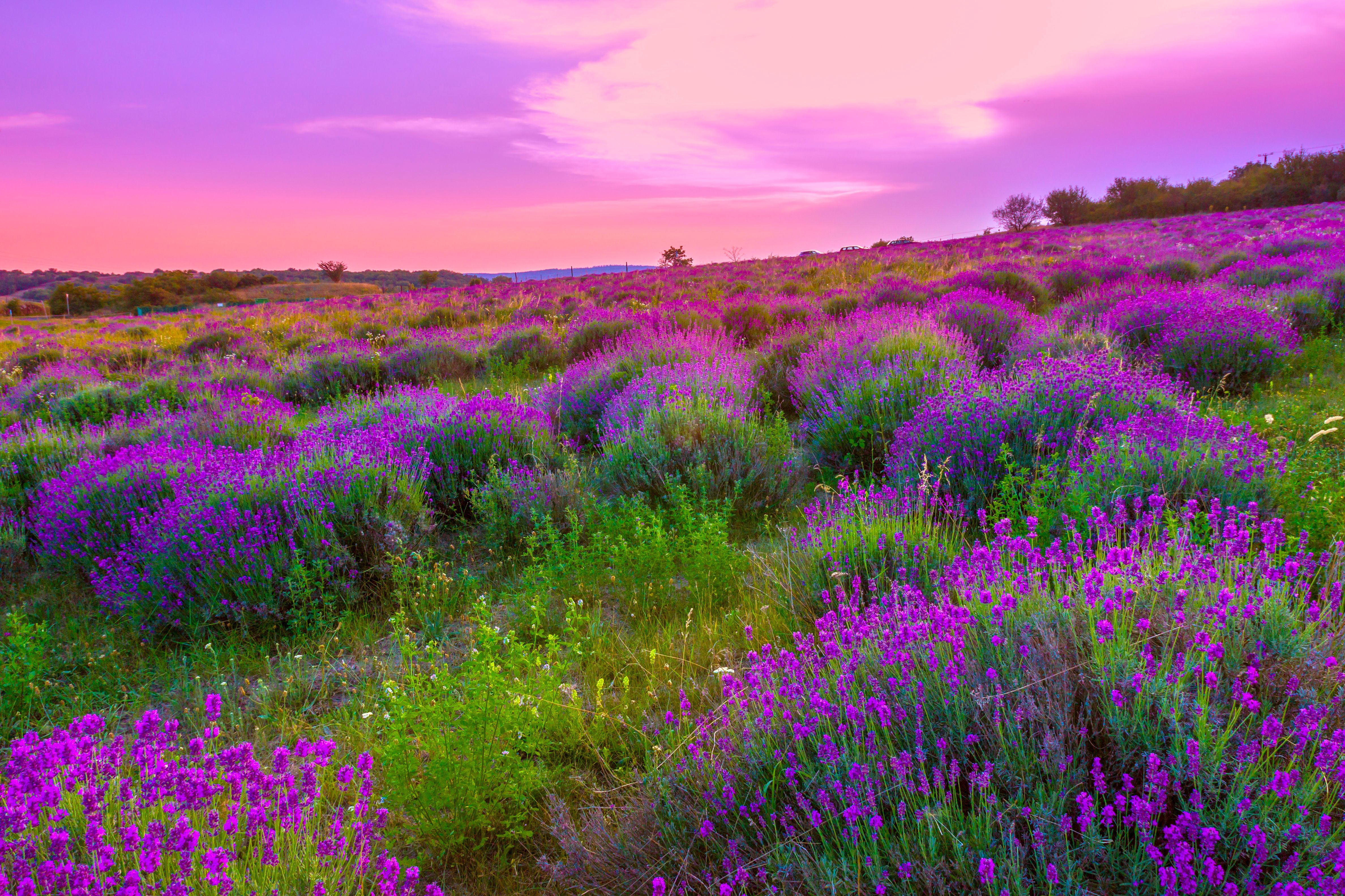 Campo di lavanda al tramonto, 4752x3168 UHD, PC 4K
