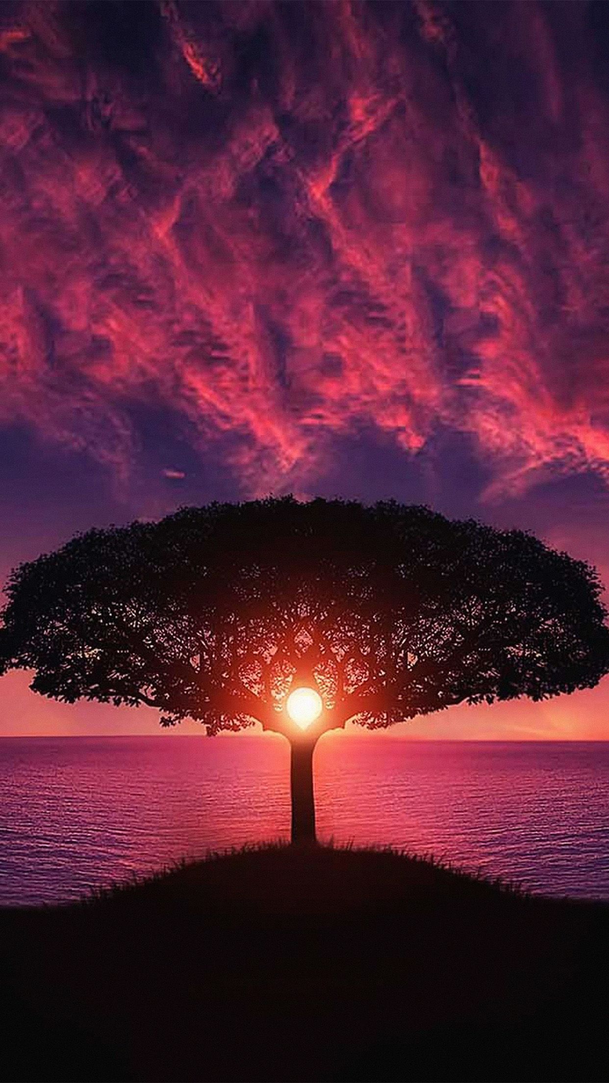 Albero silhouette tramonto viola, 1242x2208 Full HD Verticale, iPhone