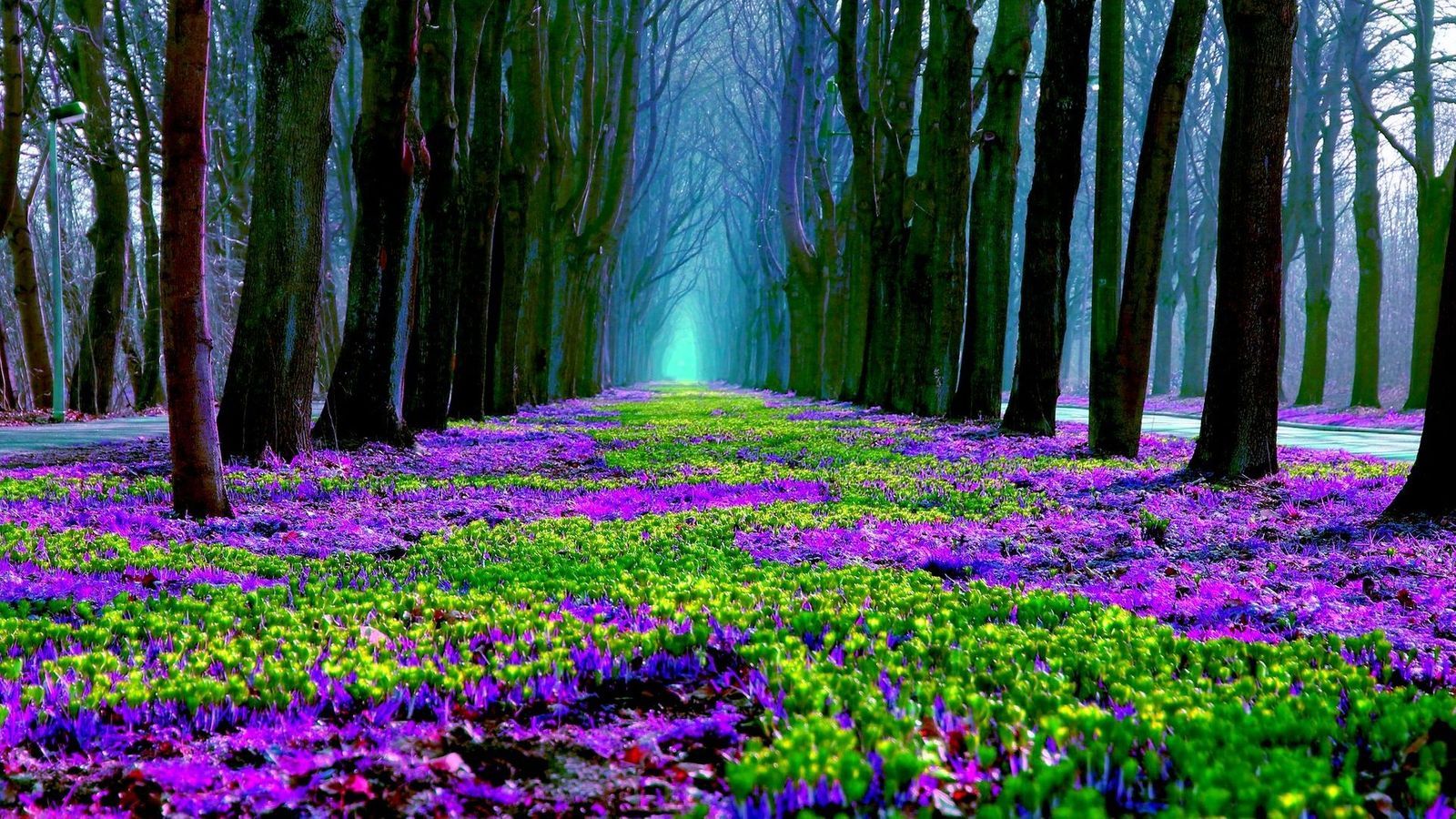 Fiori di allium viola, 744x1392 Verticale, POCO