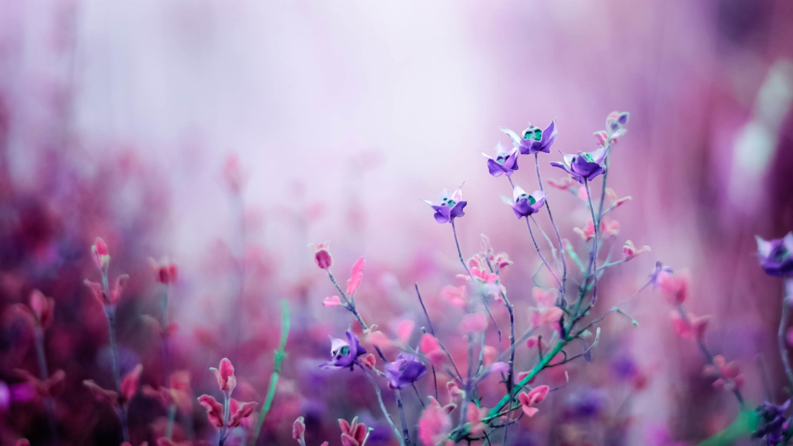 Fiori selvatici viola sfocati, 2560x1440 1440p, Desktop