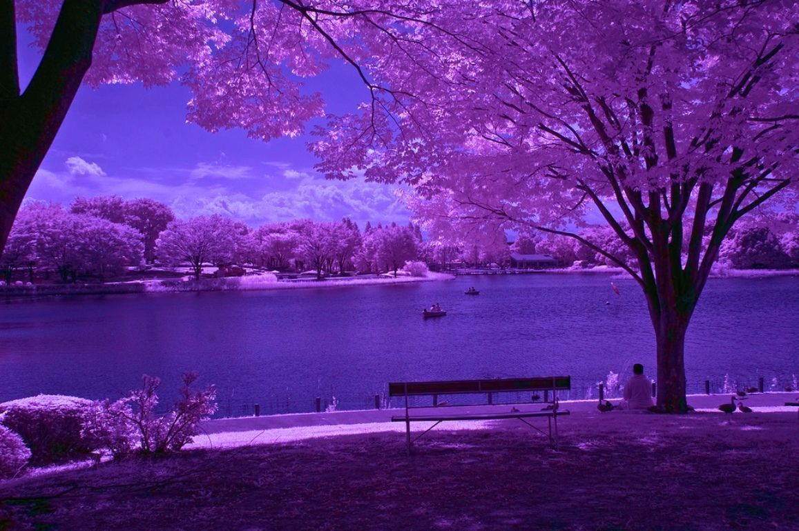 Parco viola con lago, 1157x770 HD, Desktop