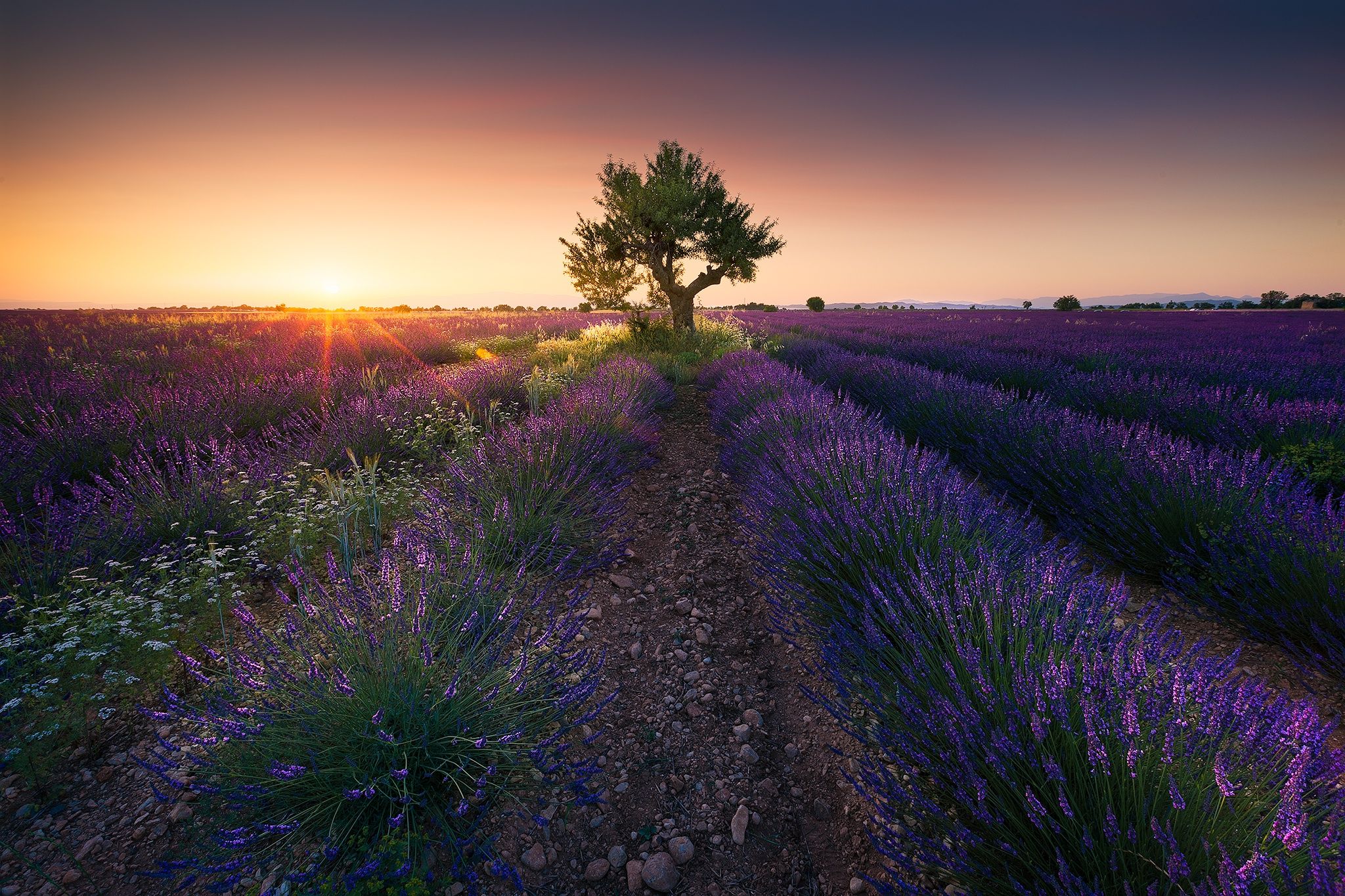 Campo di lavanda al tramonto, 2048x1365 2K, Desktop