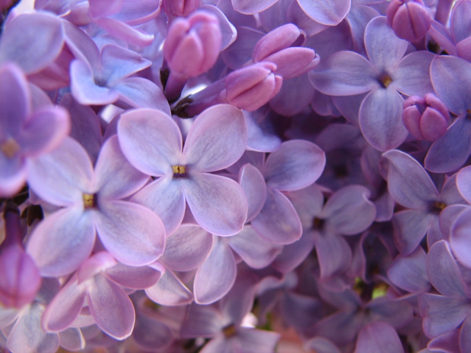Fiume al tramonto viola, 1920x1080 1080p, Laptop