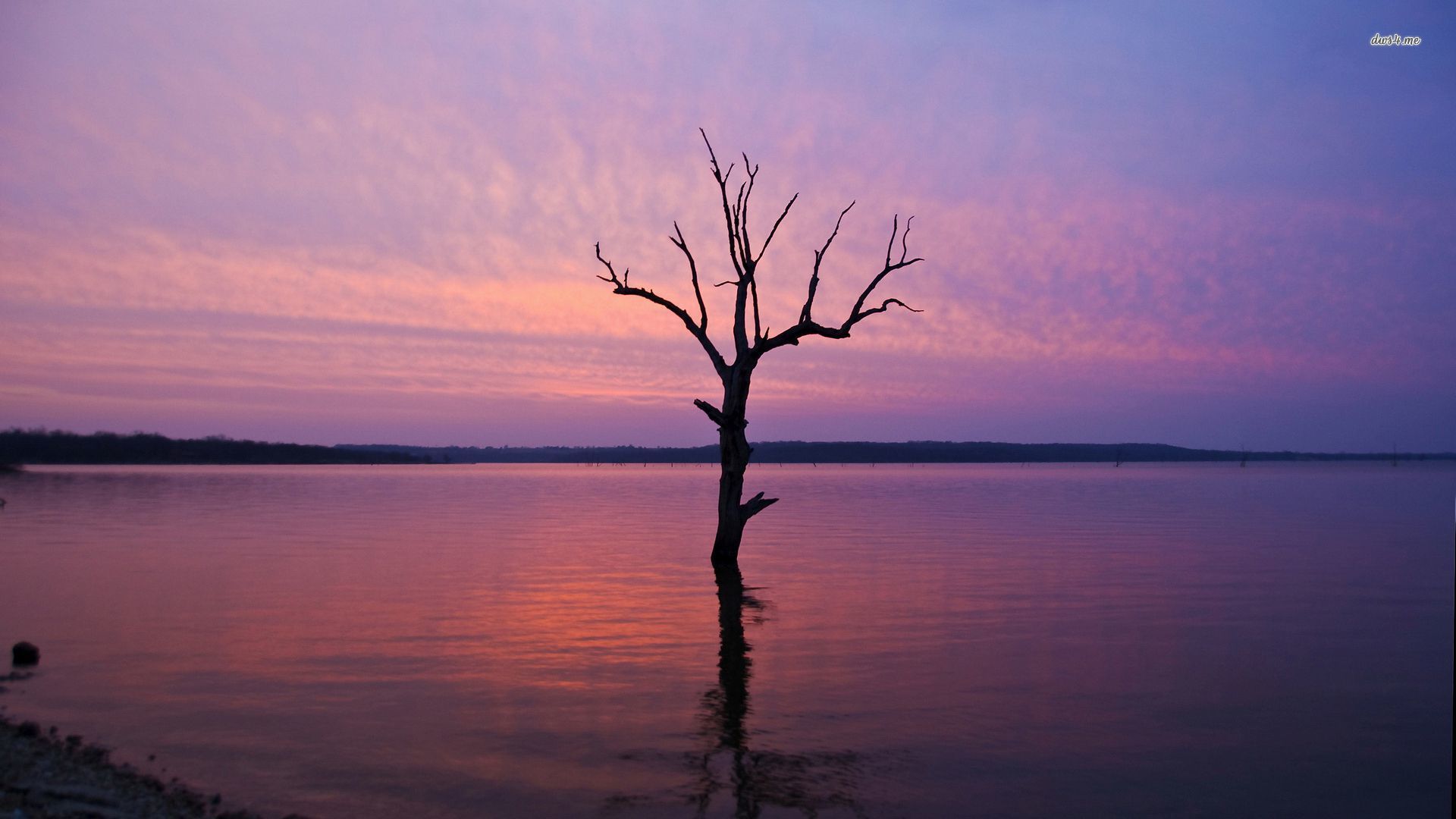 Alberi silhouette cielo viola, 1366x768 720p, PC
