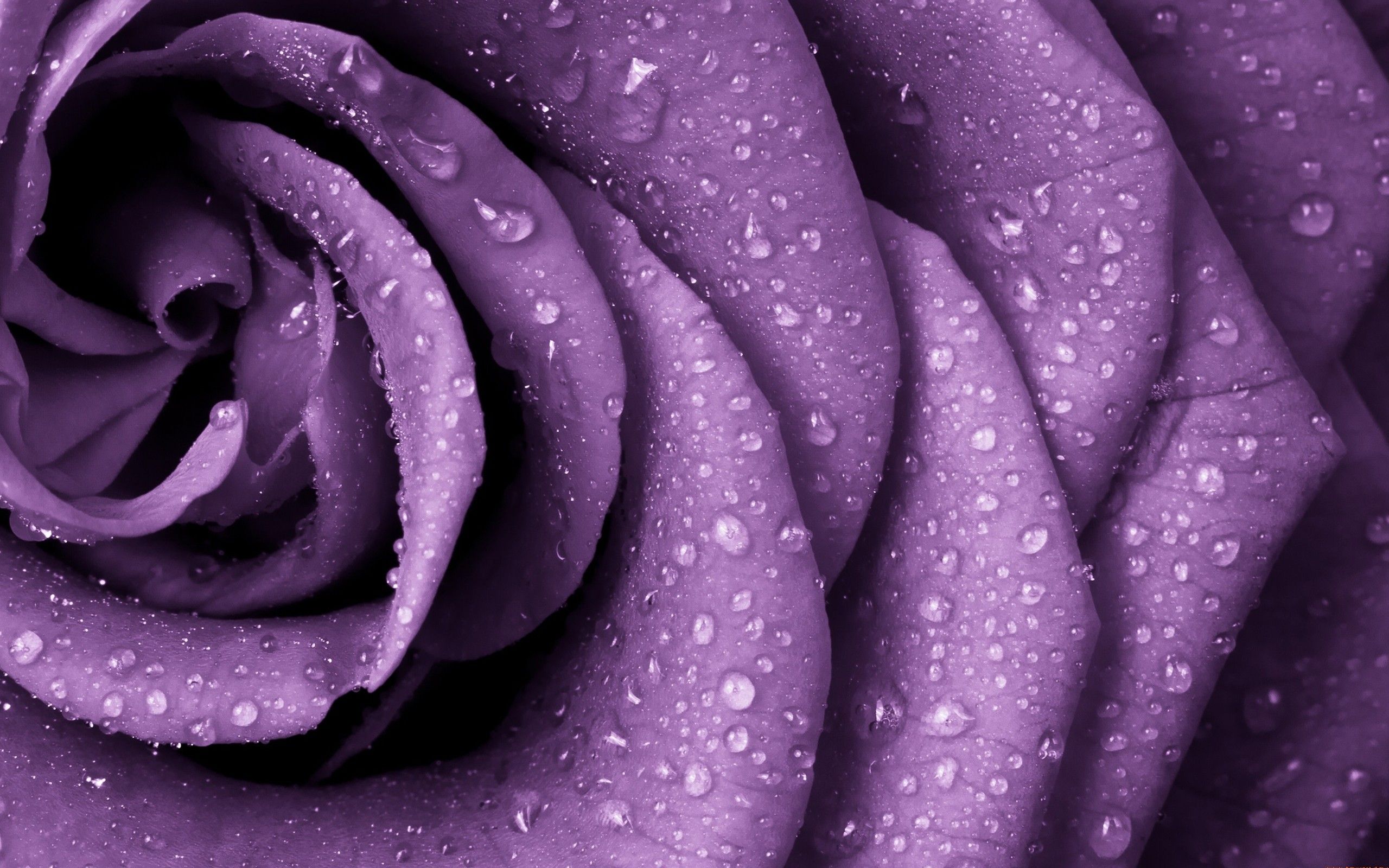 Fiori viola in fiore, 1920x1080 Full HD, Desktop