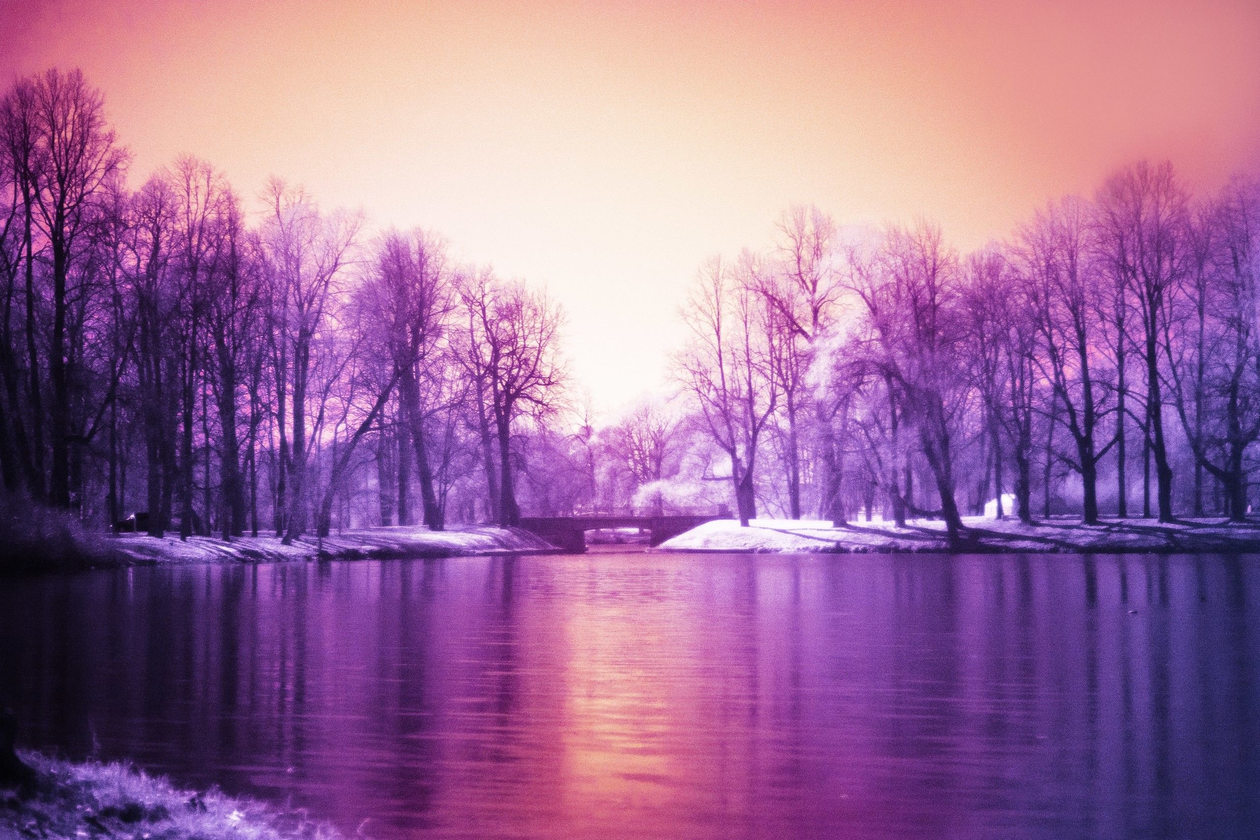 Fiume viola con alberi innevati, 2560x1707 WQXGA, Desktop