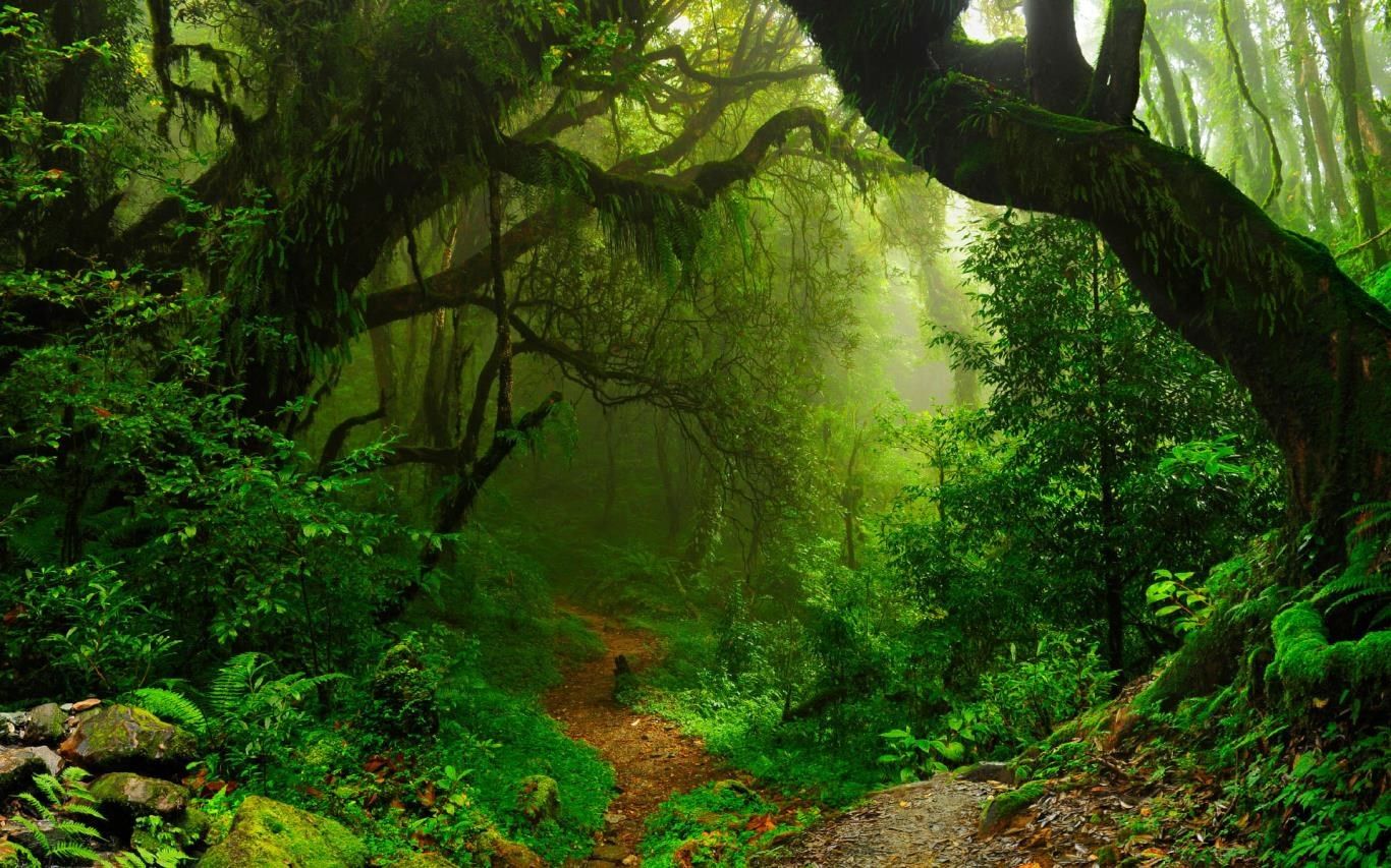 Foresta verde con sentiero, 1366x853 720p, PC