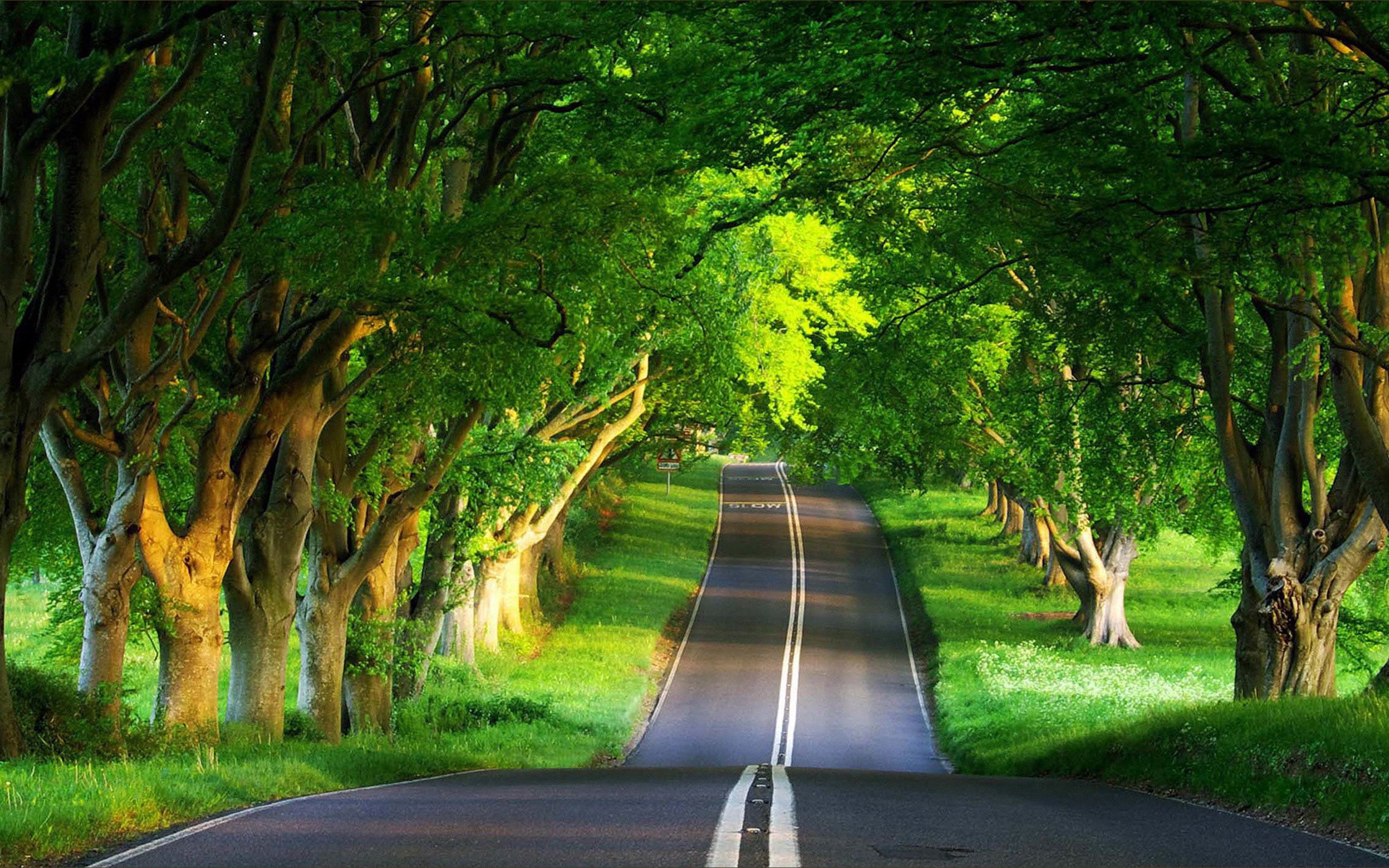 Strada tra alberi verdi, 2560x1600 2K+, Monitor Gaming