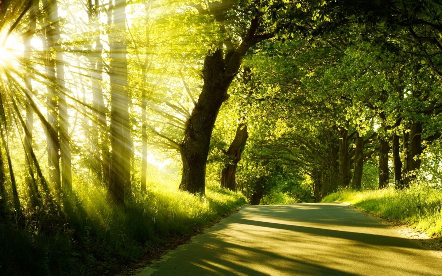 Sentiero nel bosco soleggiato, 1440x900 HD, Desktop
