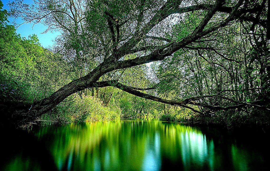 Fiume verde nella foresta, 1147x729 HD, PC Desktop