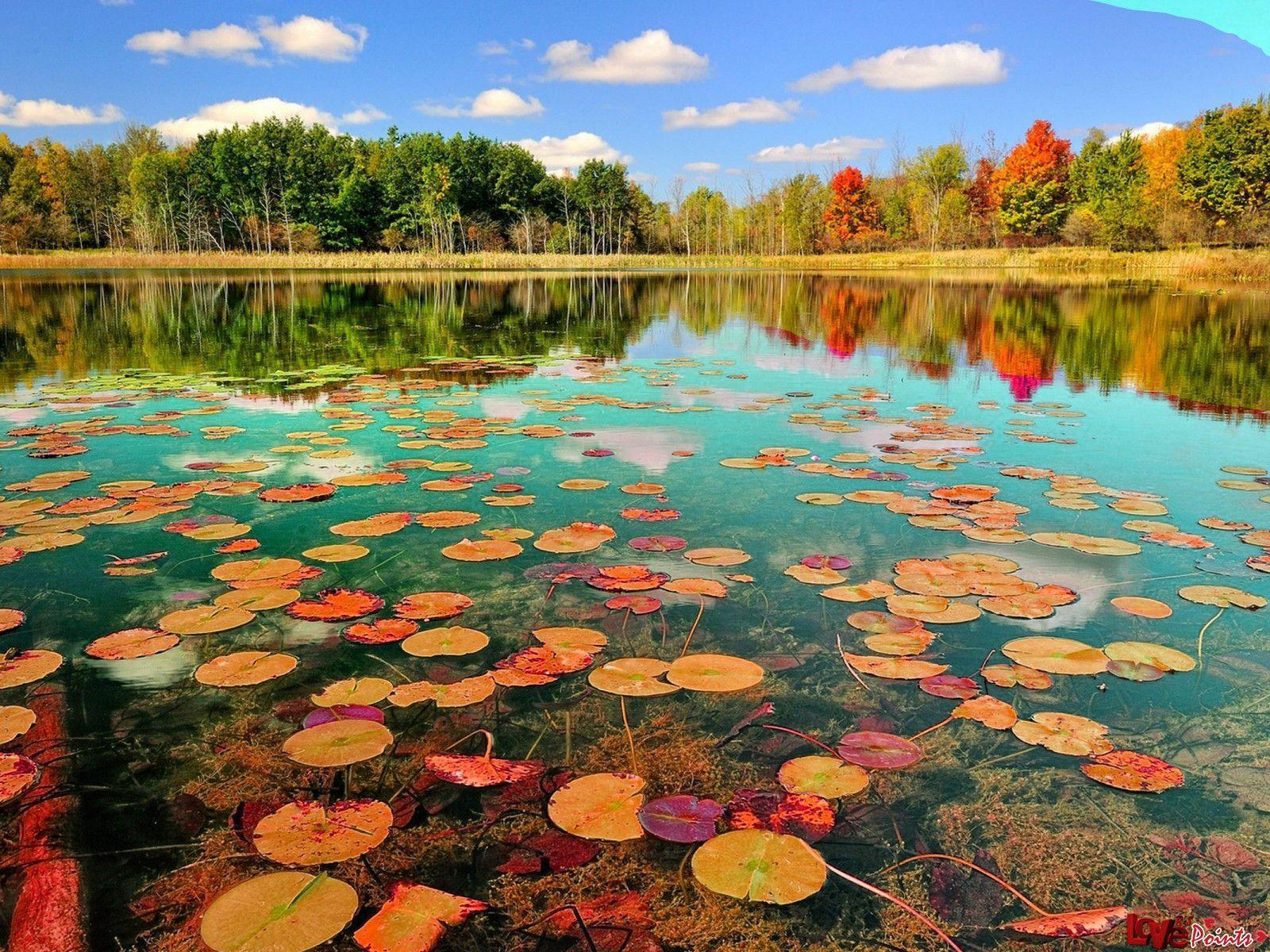 Lago con foglie di loto autunnali, 1600x1200 HD, Desktop