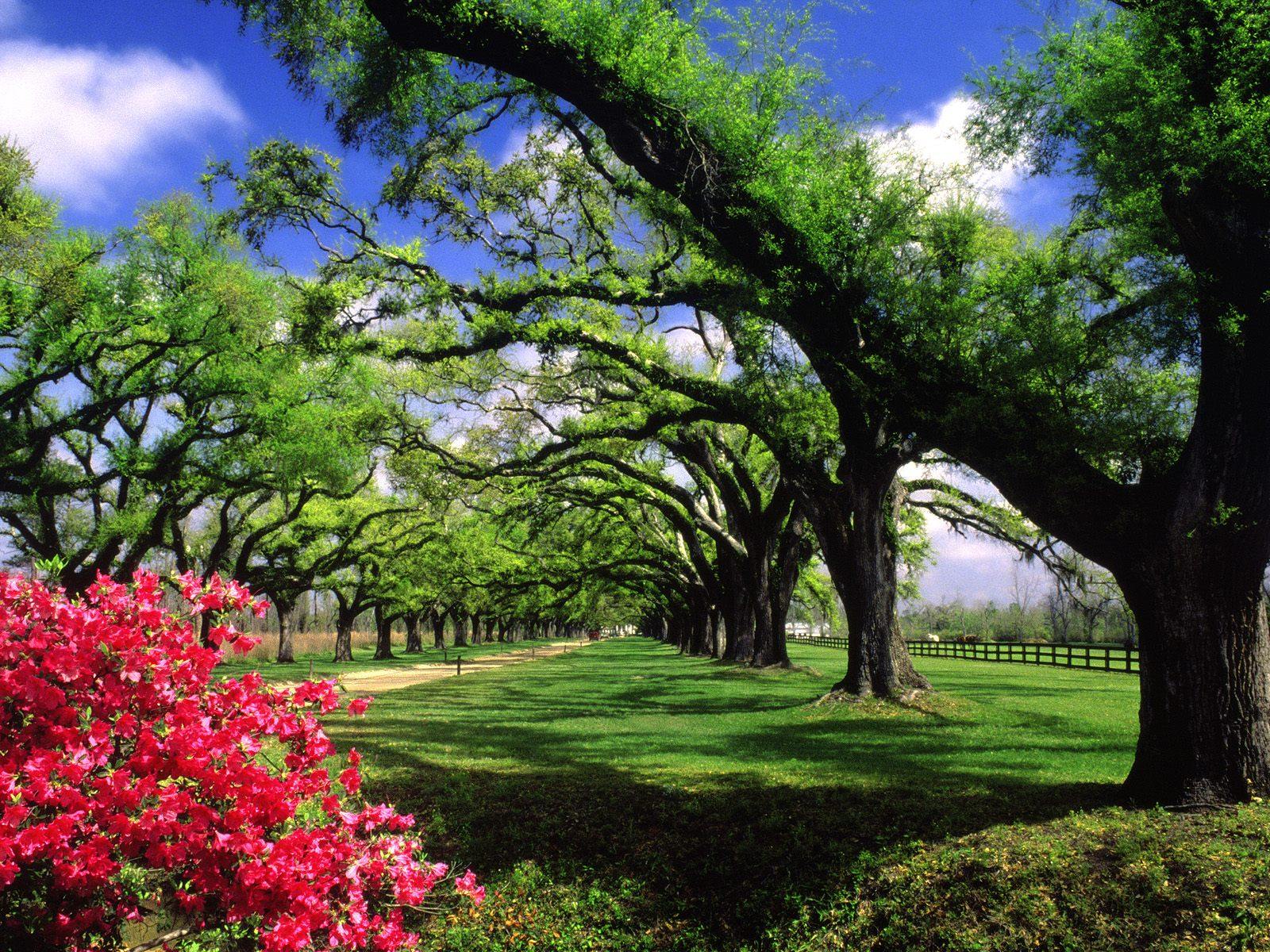 Viale di querce con azalee, 1600x1200 900p, Desktop