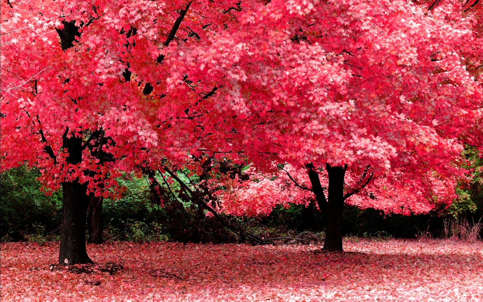 Alberi con foglie rosa autunnali, 1920x1200 Full HD+, PC Desktop