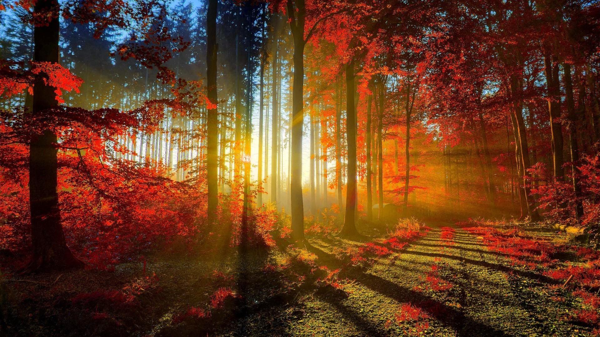 Foresta autunnale con raggi di sole, 1920x1080 1080p, Laptop