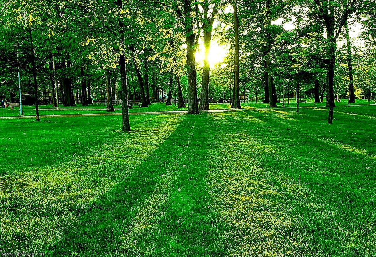 Parco verde con alberi e sole, 1224x837 HD, PC